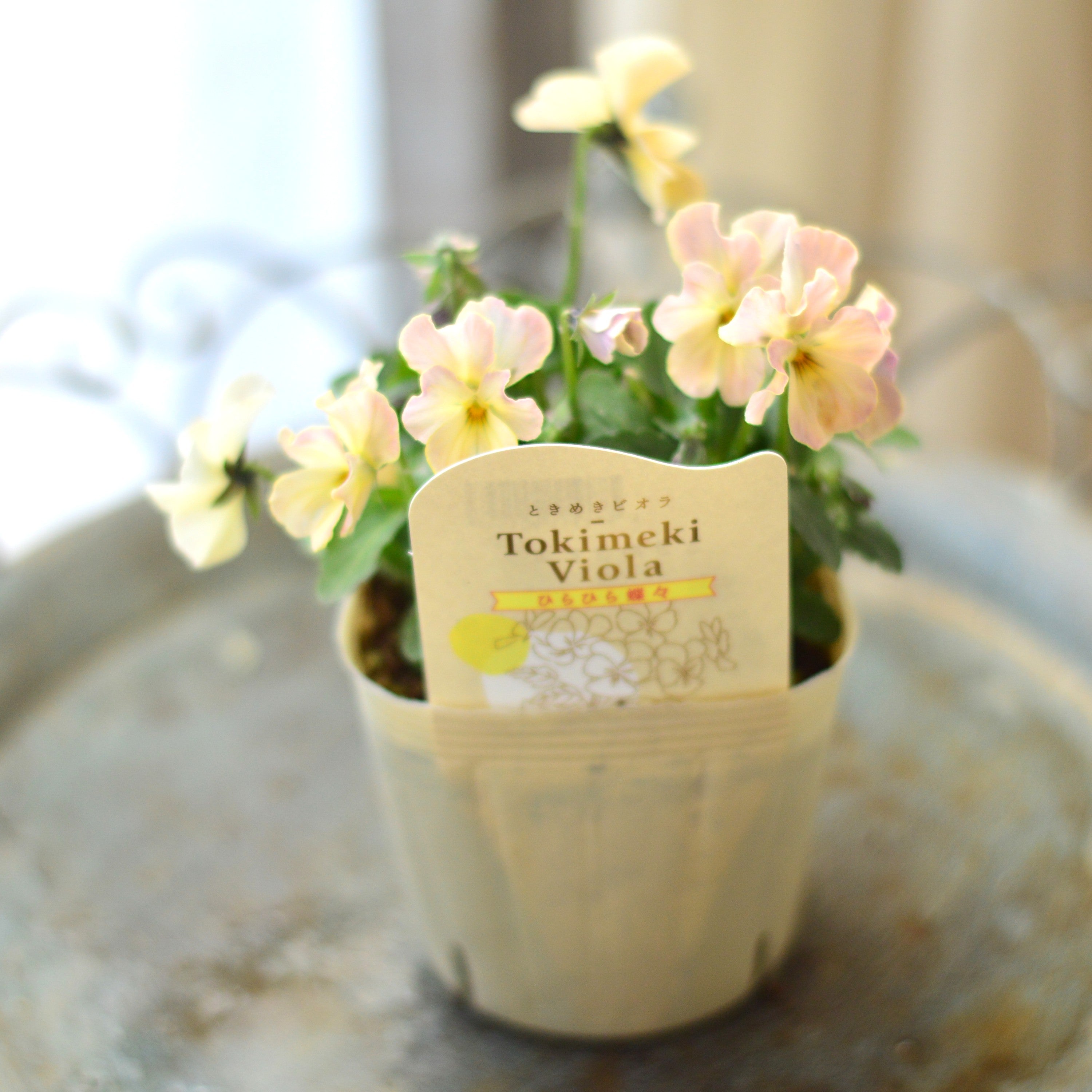 【奥田園芸さん】 ときめきビオラ 『ひらひら蝶々』 3.5寸POT