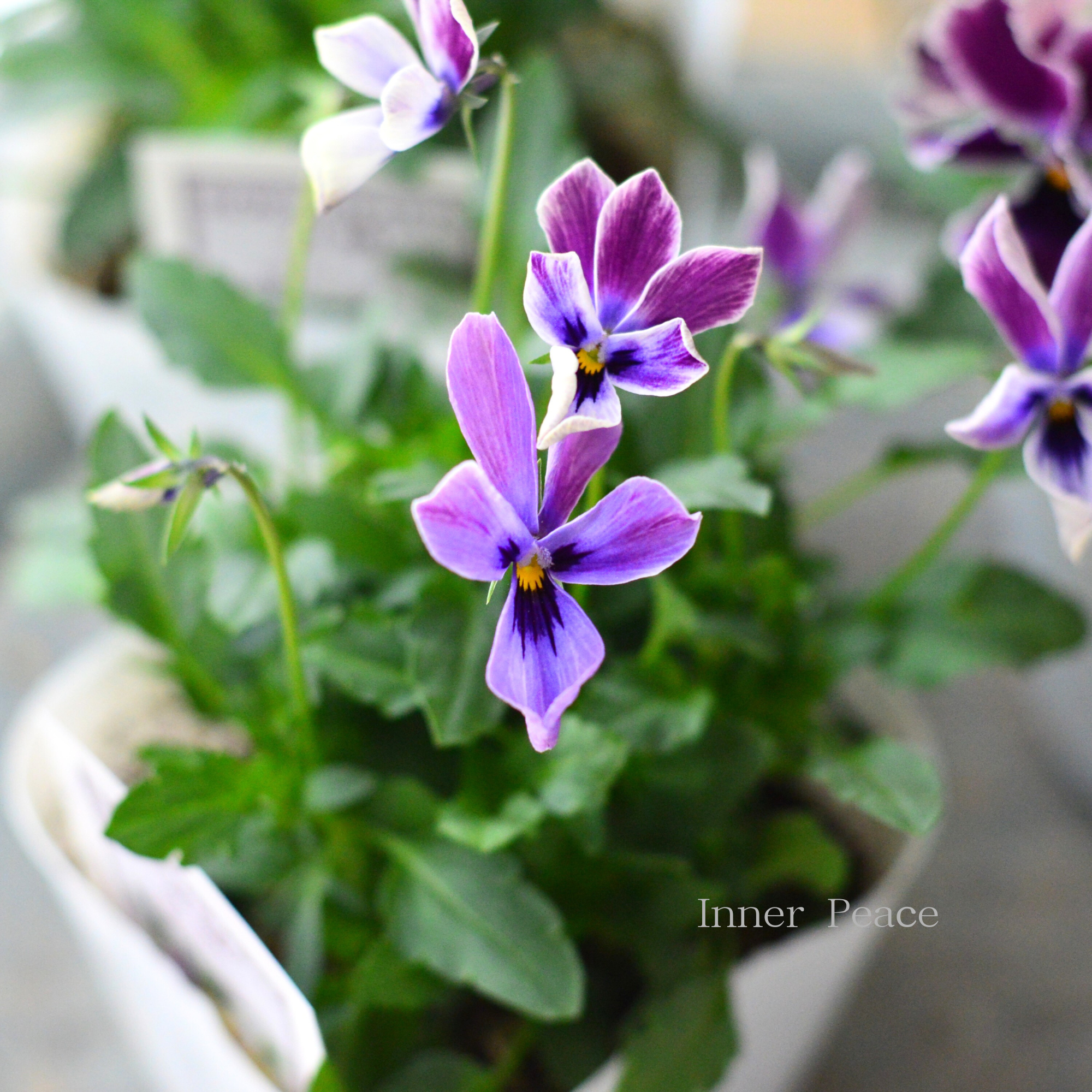 【美しい】 ビオラ ロカハーツ 『月狼』 3.5寸POT