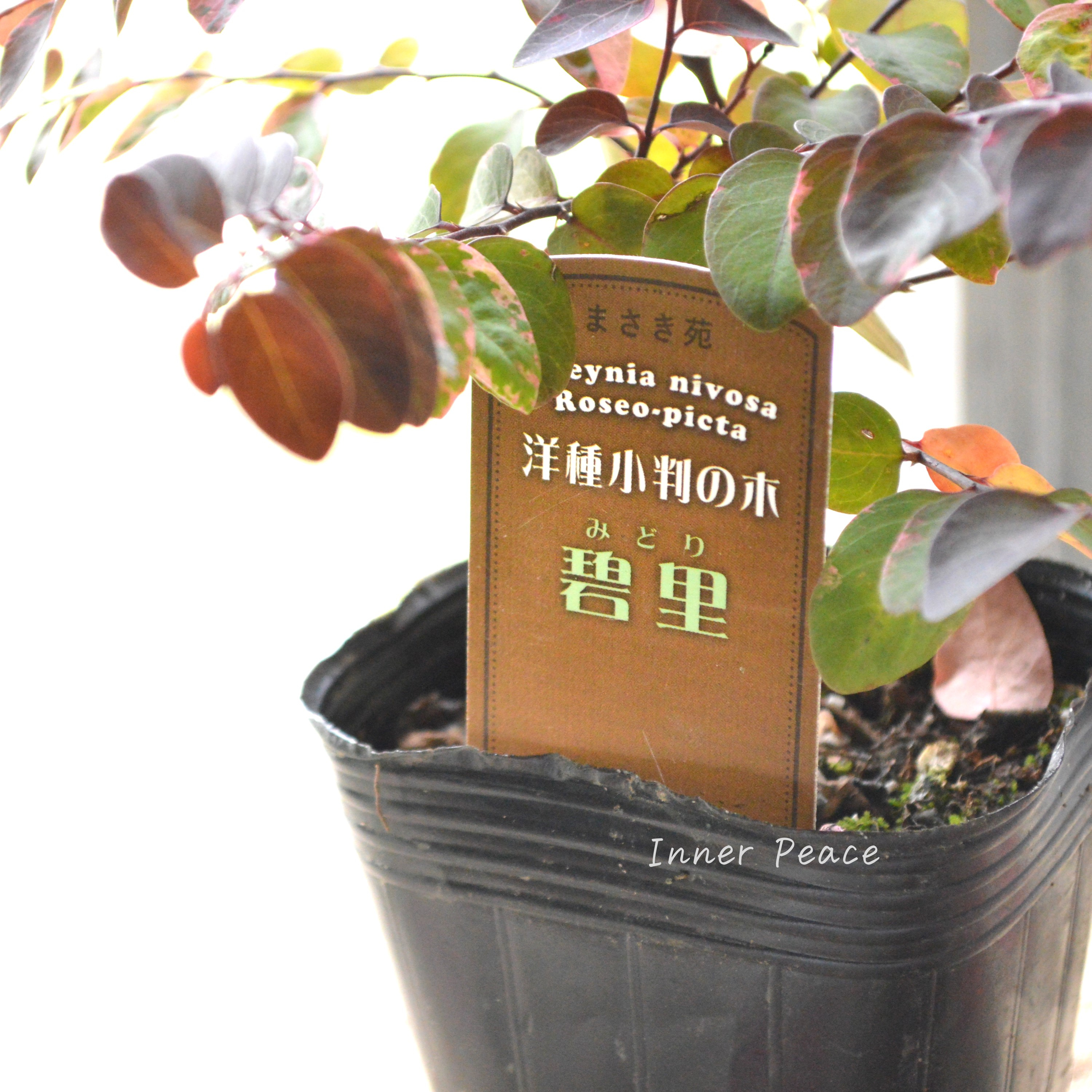 【希少】 ヨウシュコバンノキ(洋種小判の木)『碧里ーみどりー』 3寸POT