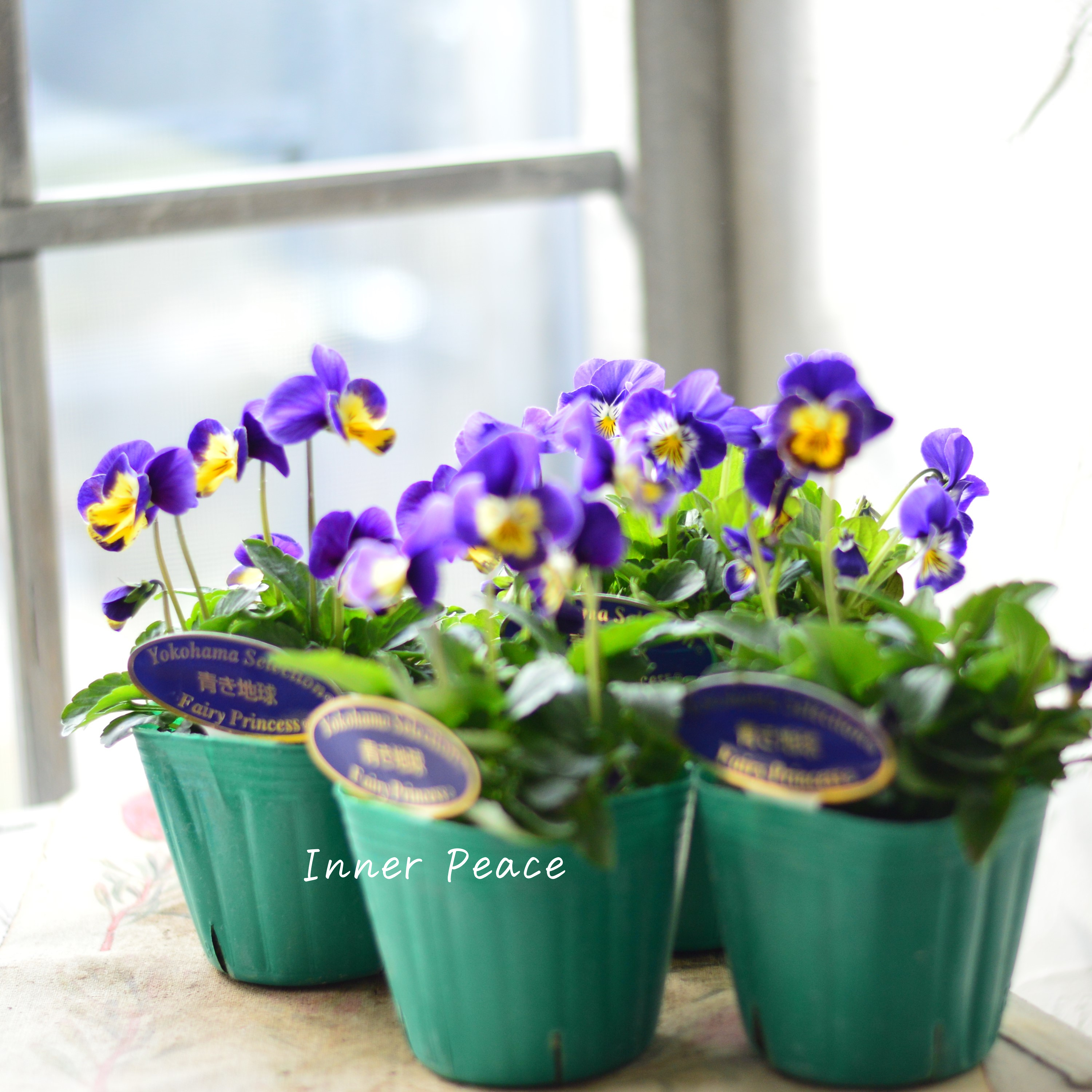 【人気】 ビオラ 『横浜セレクション・青き地球』 3寸POT