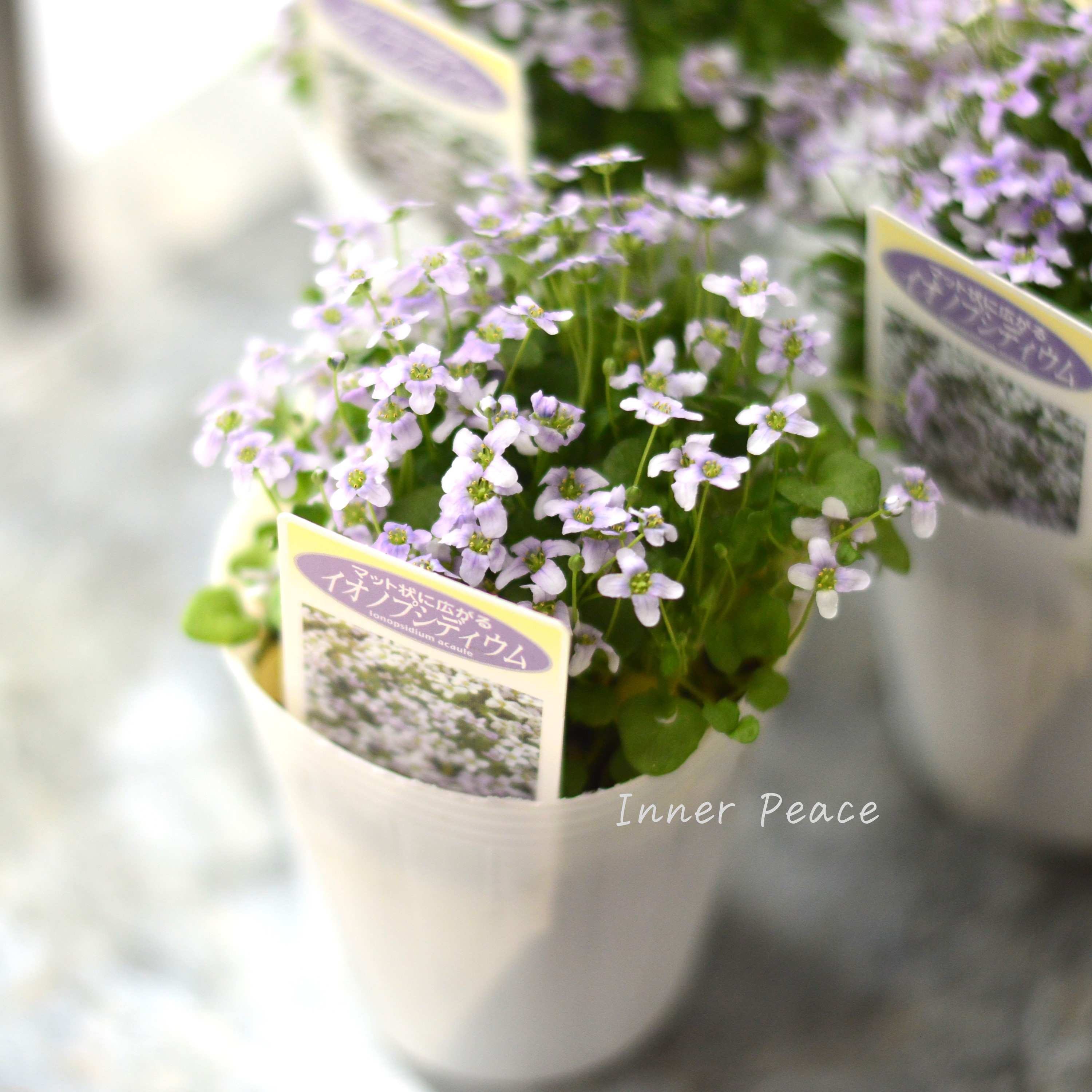 【かわいい】 イオノプシディウム 2.5寸POT