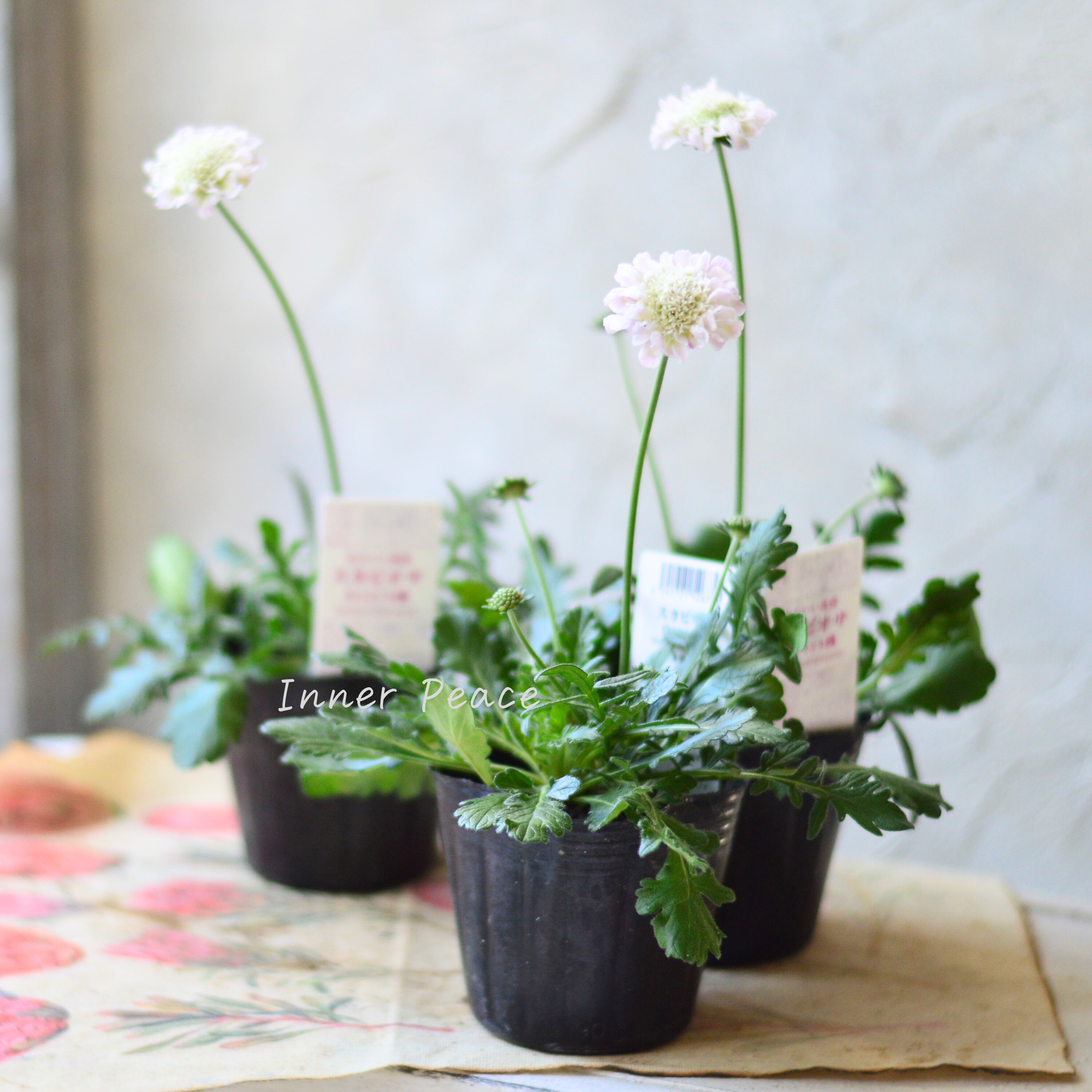 【美しい】 スカビオサ 『白ときどき桃』 3寸POT