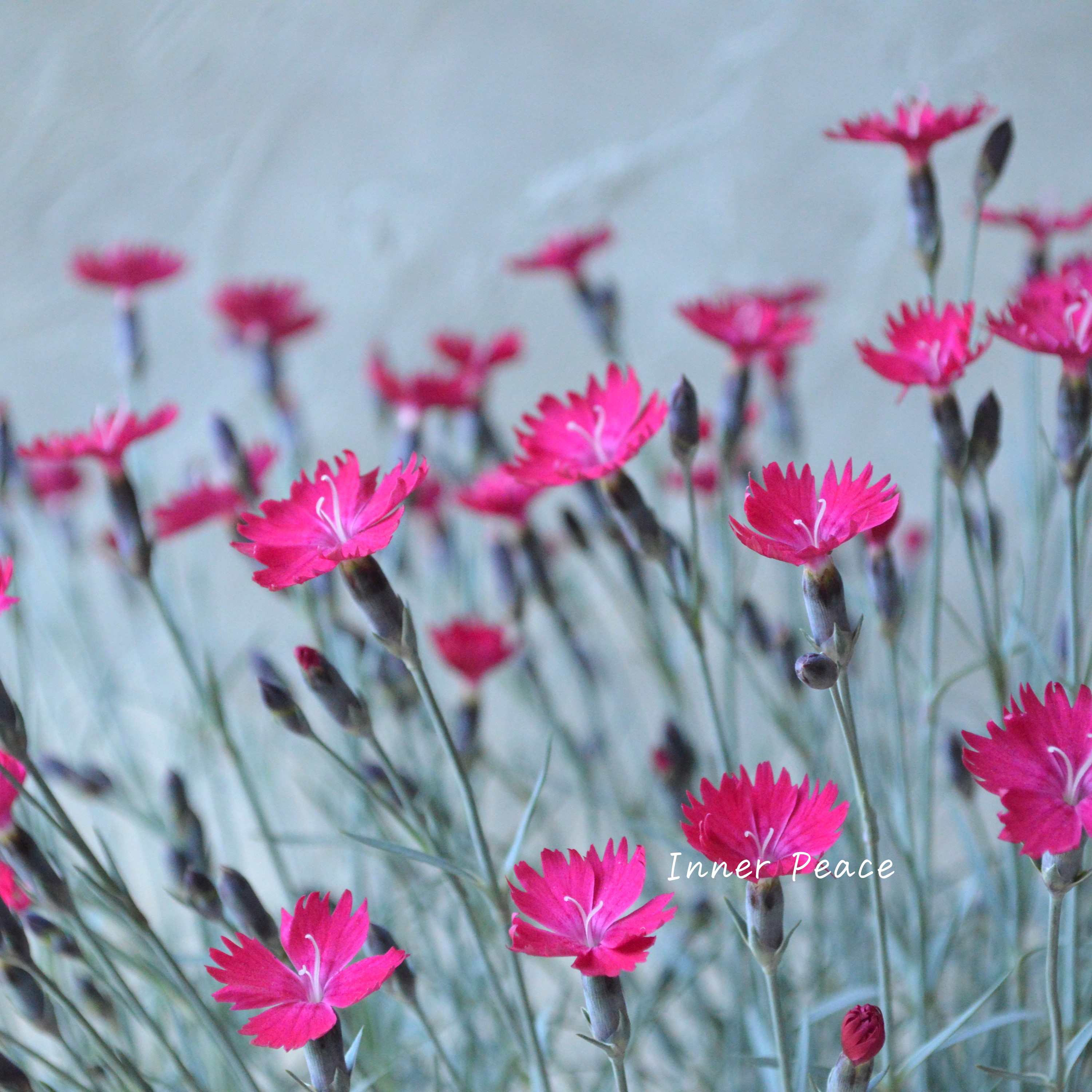 【希少】 ダイアンサス 『ウィックドウィッチ』 3寸POT