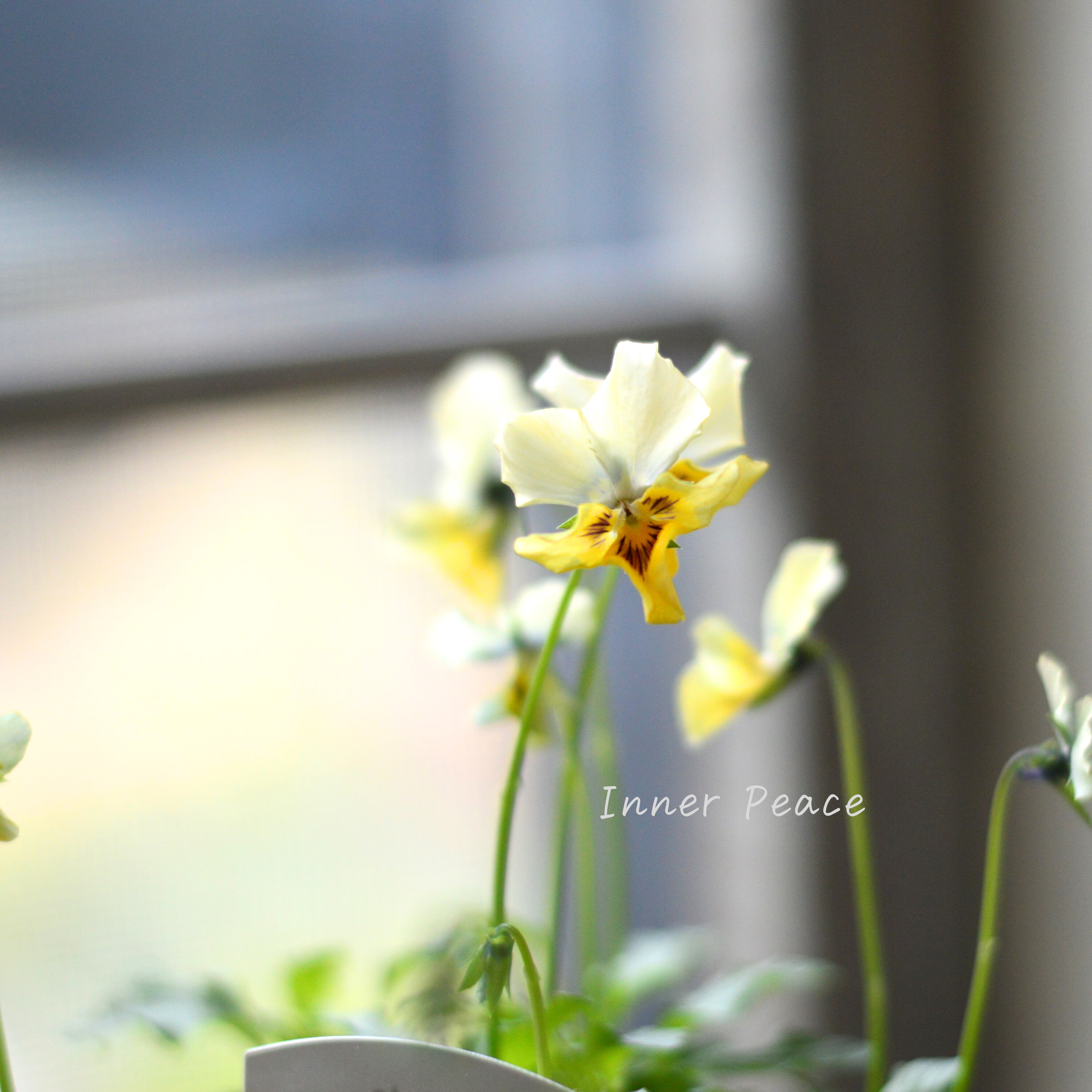 【石川園芸さん】 ビオラ 『モンキージョージ』 3寸POT