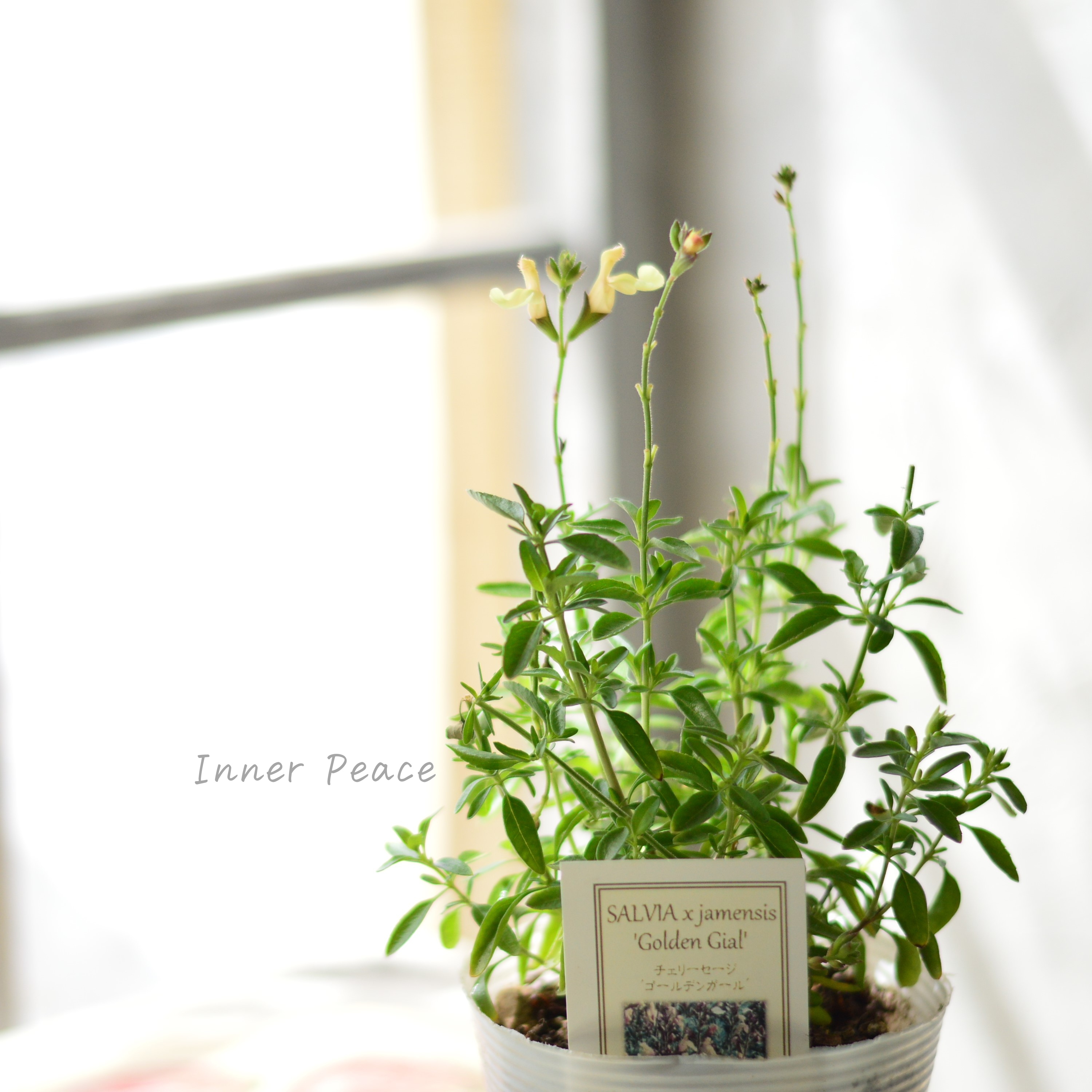 【宿根】 サルビア(チェリーセージ) 『ゴールデンガール』 3.5寸POT