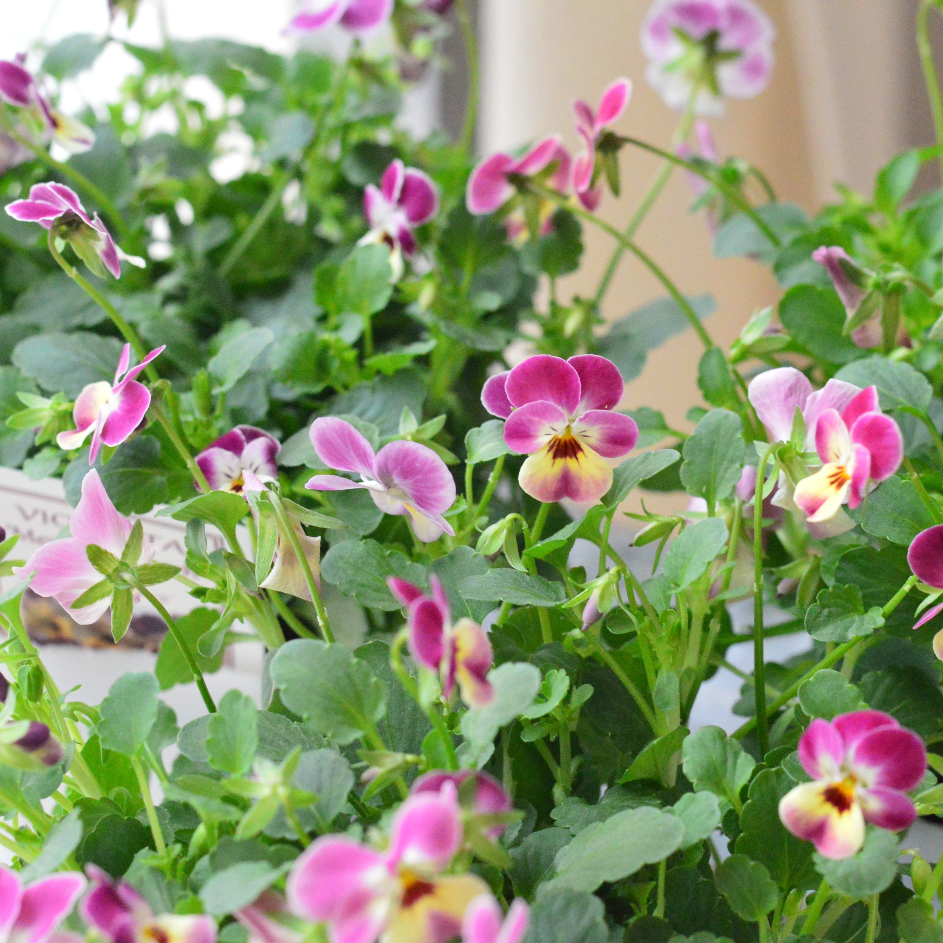 【かわいい】 小輪ビオラ ビオレッタ 『メリーモナーク』 3.5寸POT