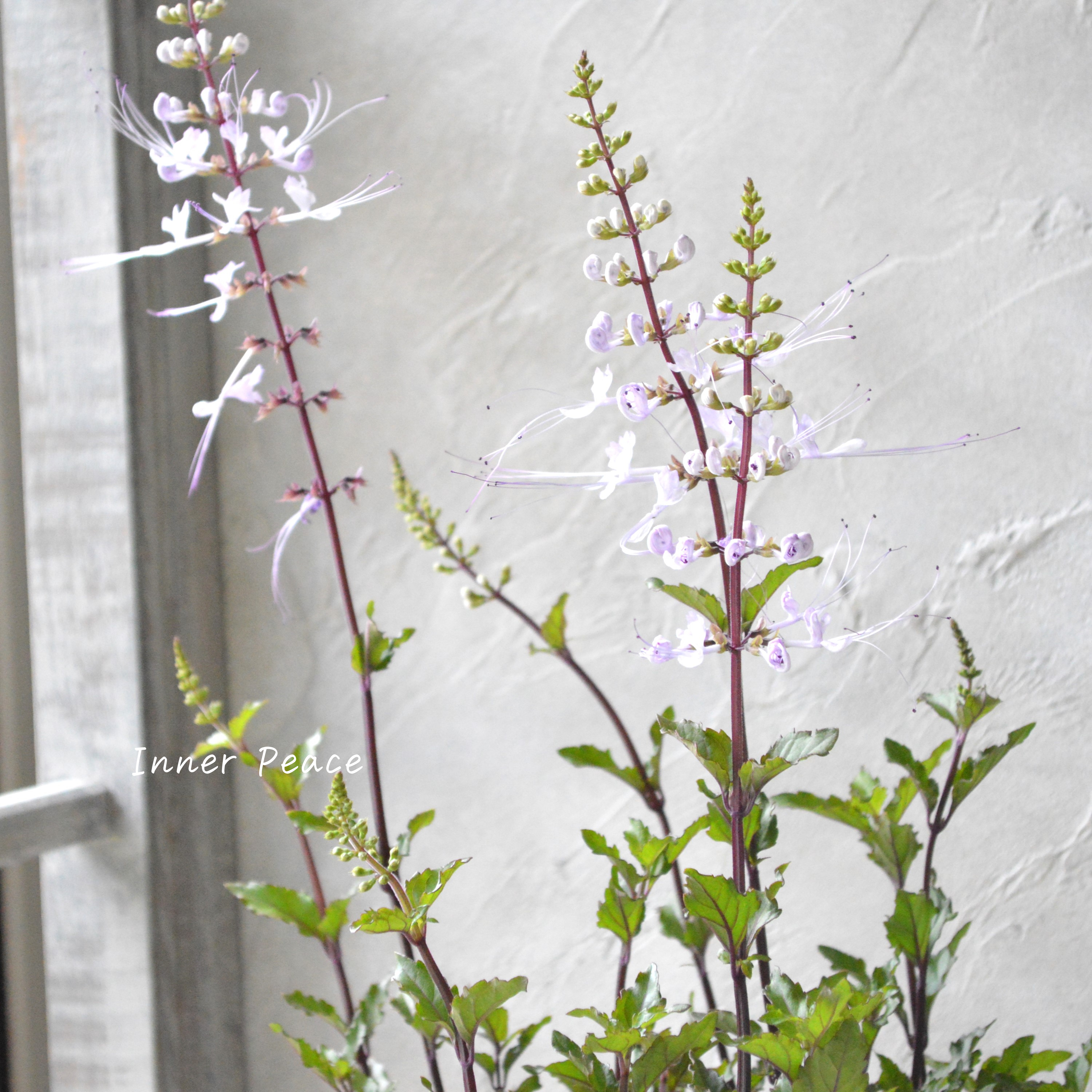 【暑さに強い】 ねこのひげ ピンク 3寸POT