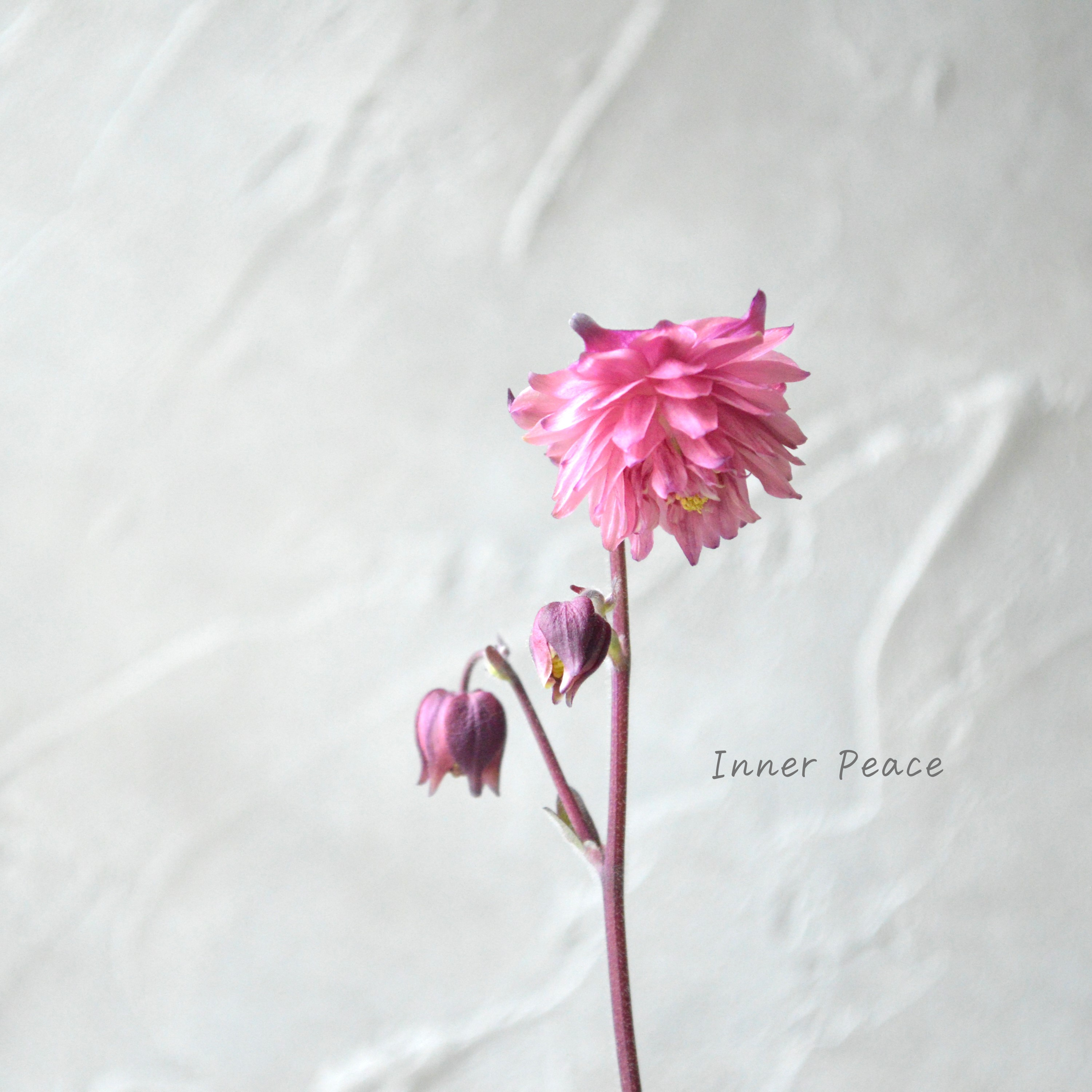 【八重咲き】 西洋オダマキ 『ローズバロー』 3.5寸POT