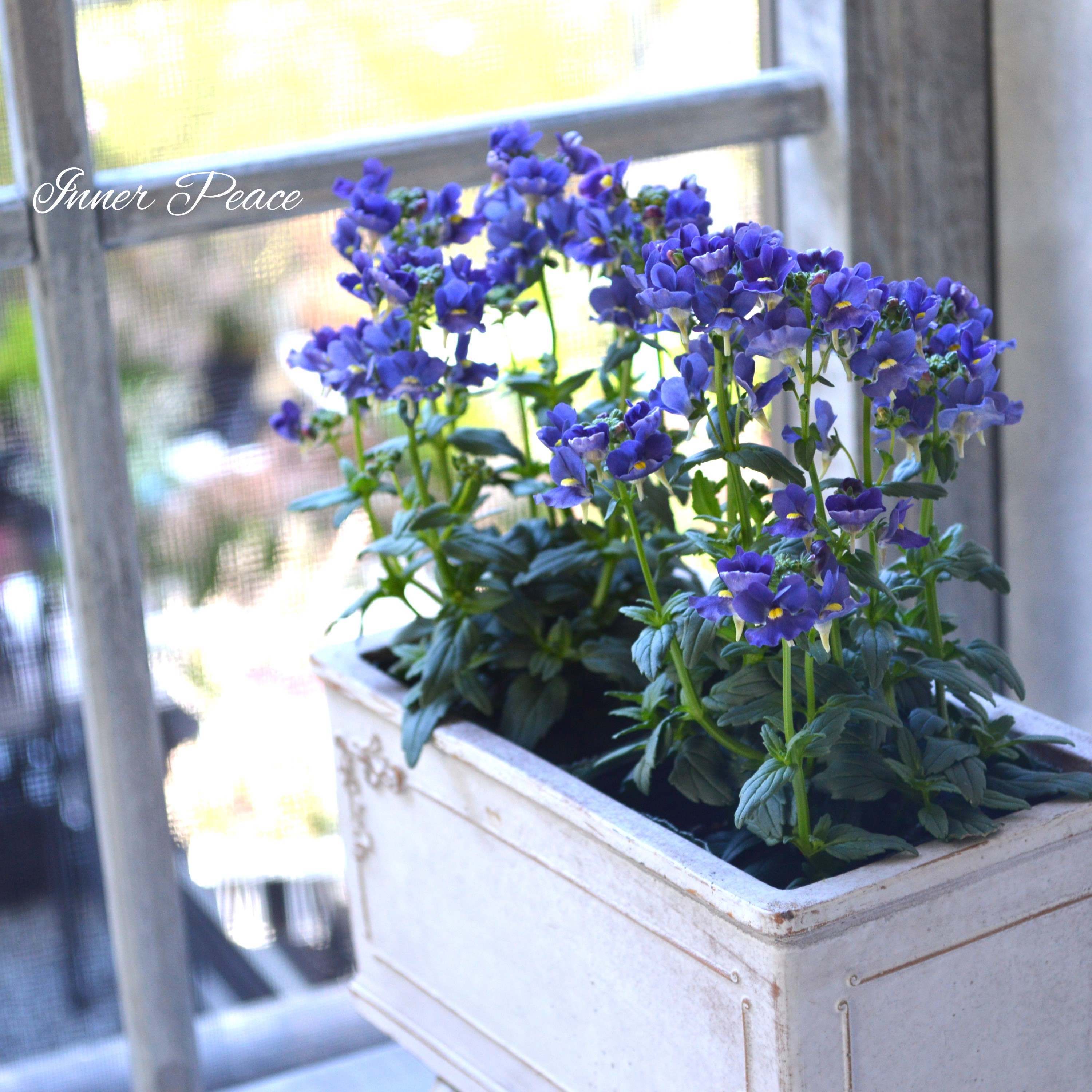 【ゲブラさん】 Sale! ネメシア 『メーテル・ミッドナイトブルー』 3.5寸POT