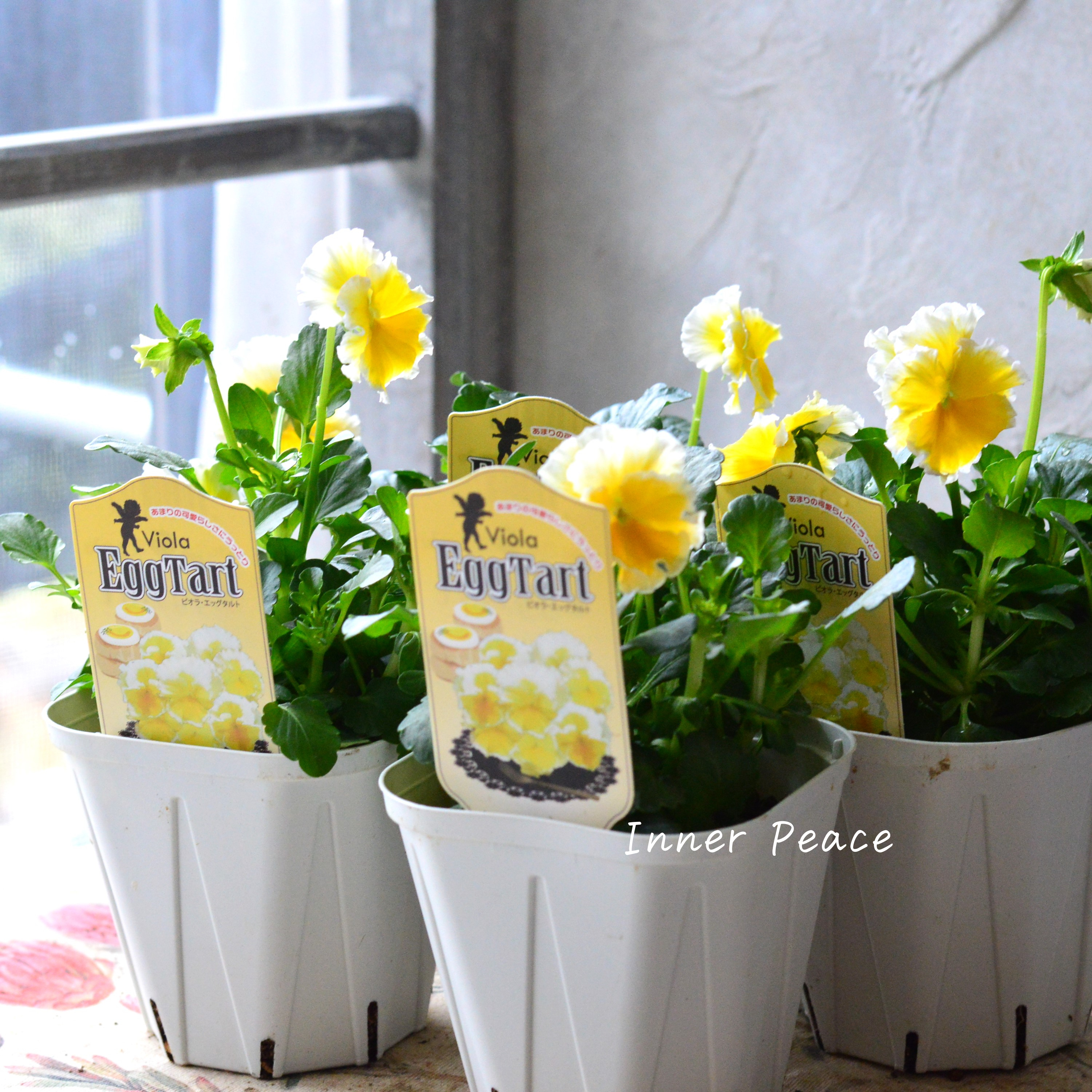 【サトウ園芸さん】 ビオラ 『エッグタルト』 3.5寸POT