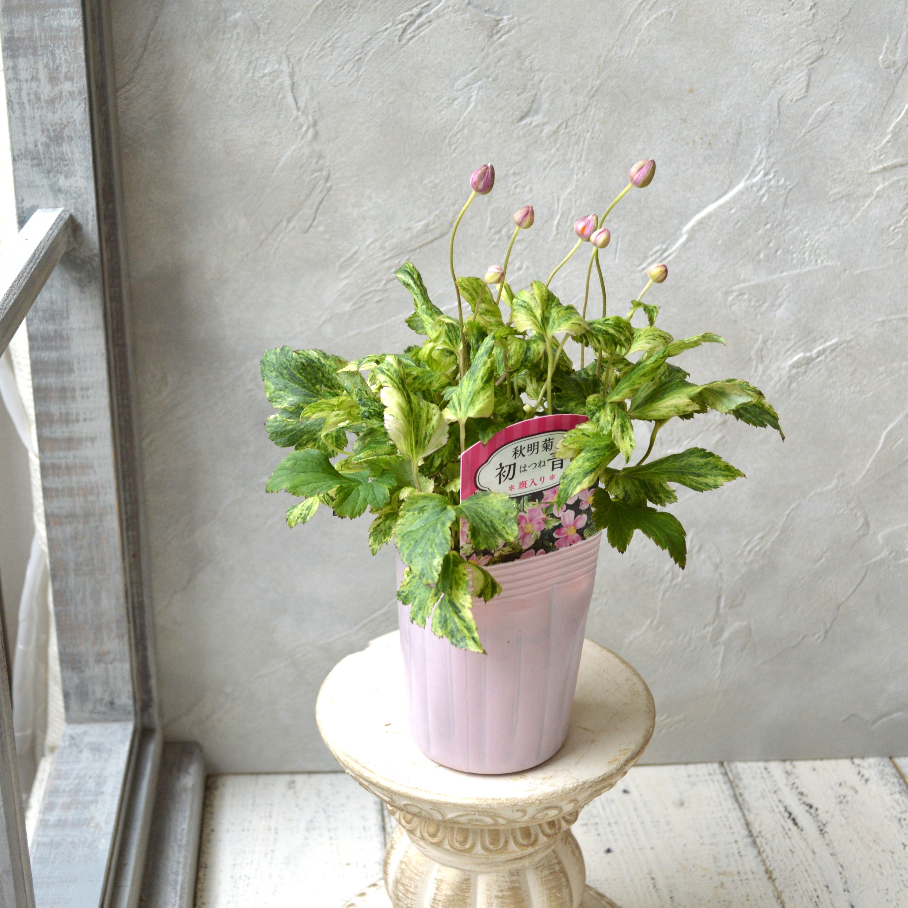 【斑入り】 シュウメイギク 『初音~はつね~』 3.5寸POT