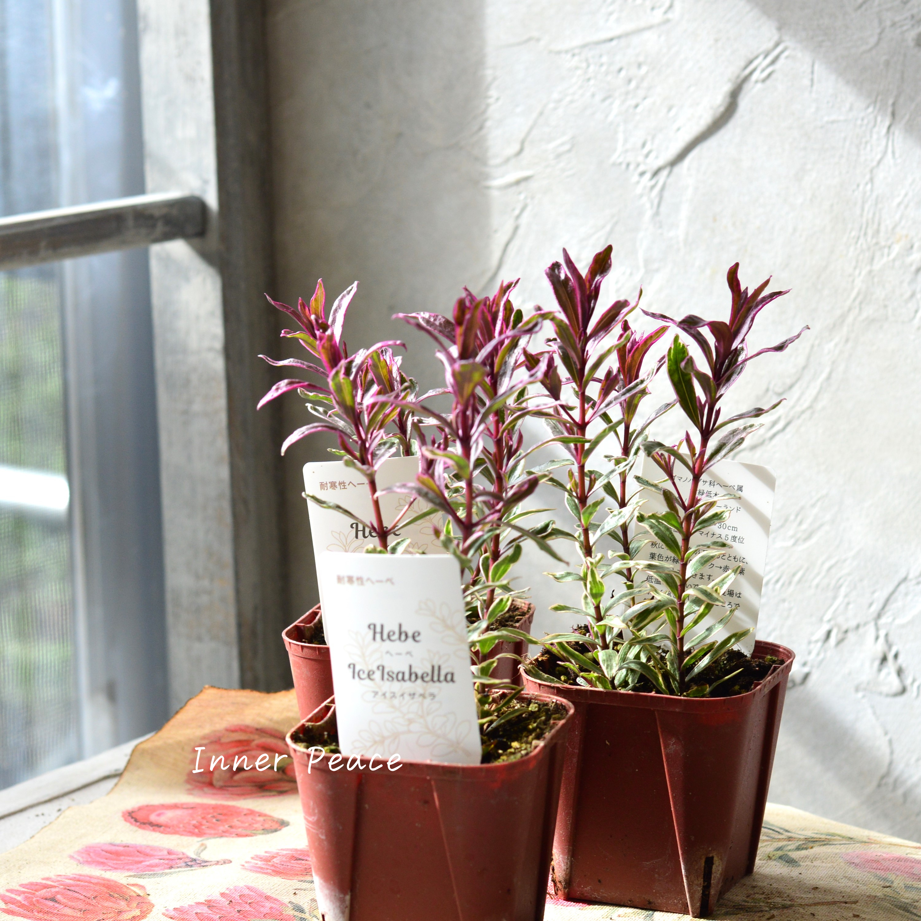 【寄せ植えに】 ヘーベ アイスイザベラ 3寸ロングPOT