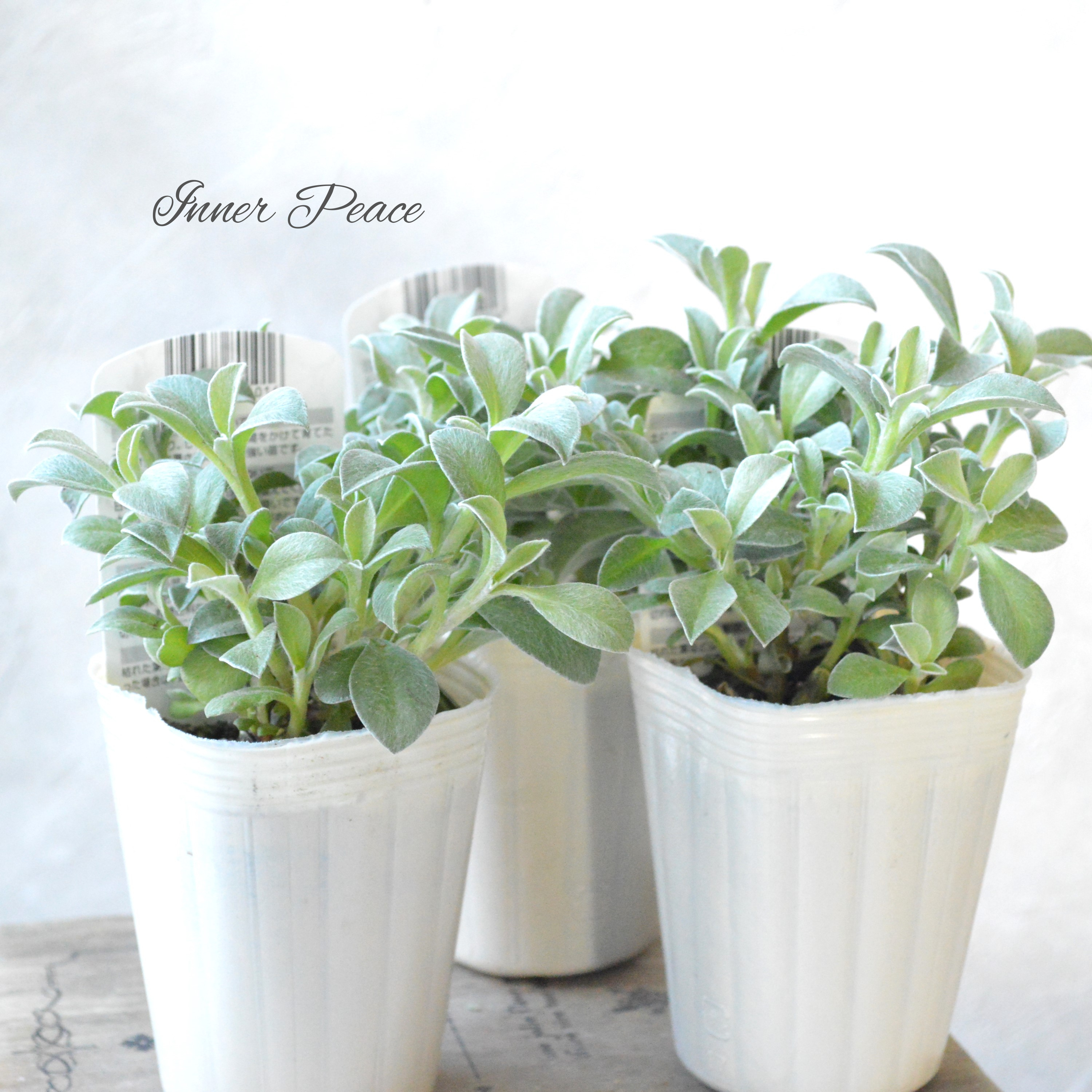 【2分割できる】 ヘリクリサム 『ホワイトフェリー』 2.5寸POT