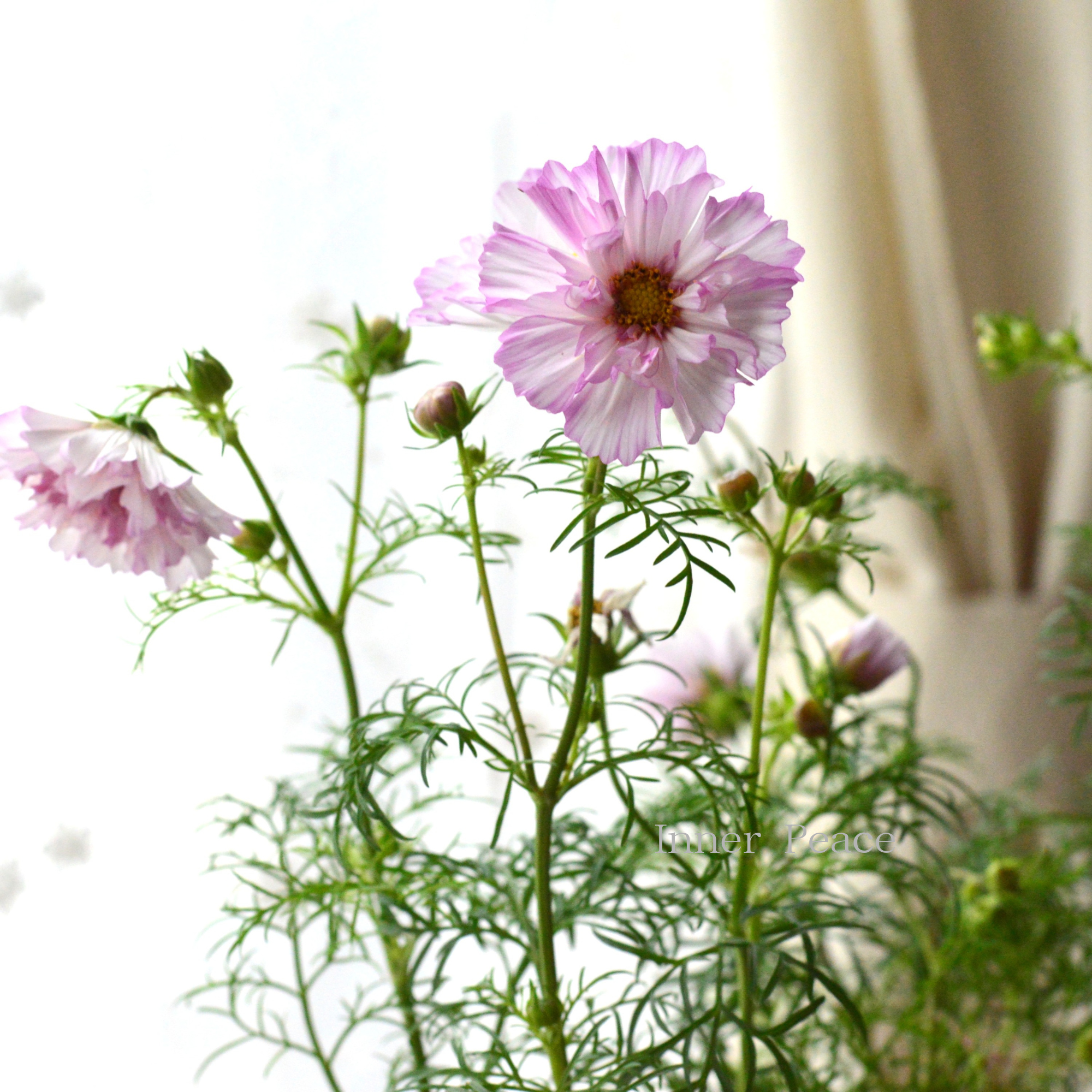 【人気】 コスモス 『ダブルクリック・バイカラーピンク』 3寸ロングPOT