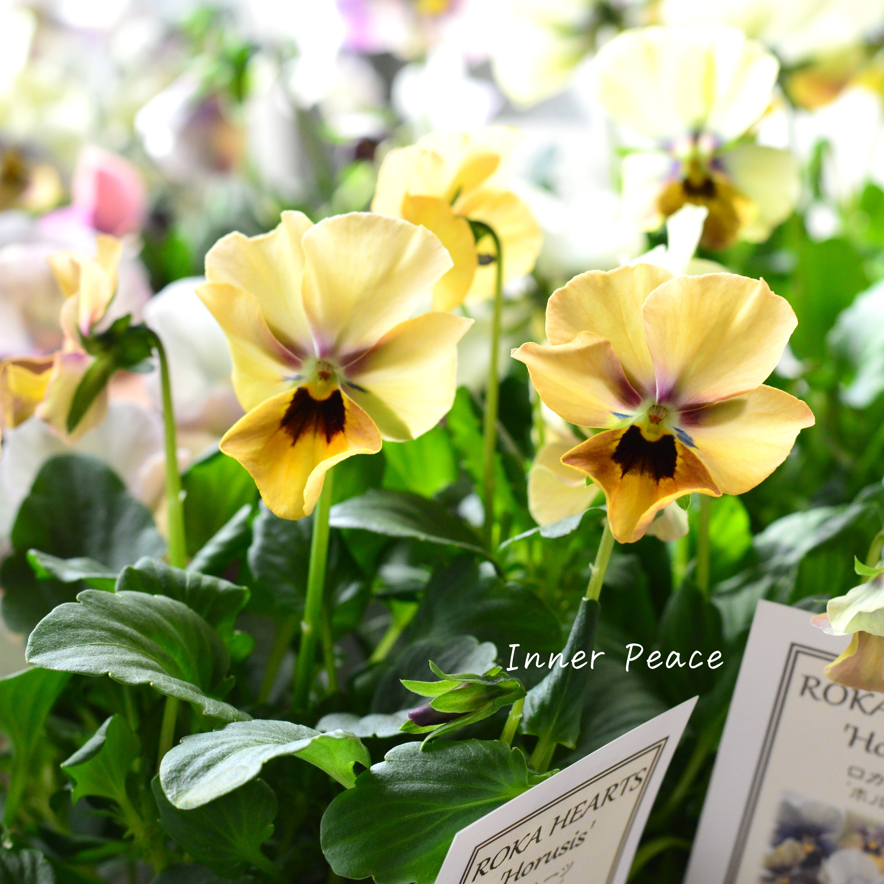 【美しい】 ビオラ ロカハーツ 『ホルシス』 3.5寸POT