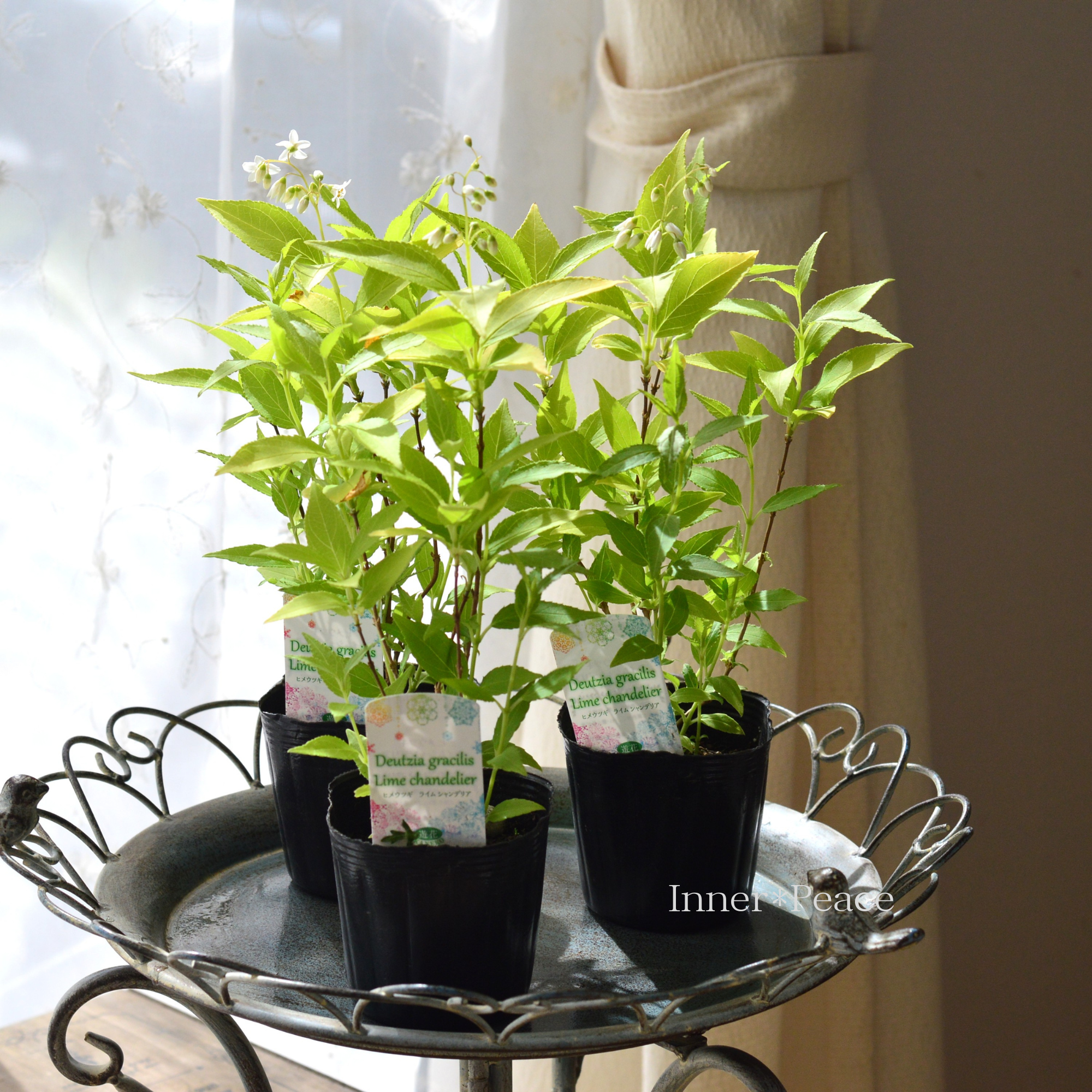 ヒメウツギ 『ライムシャンデリア』 3寸POT