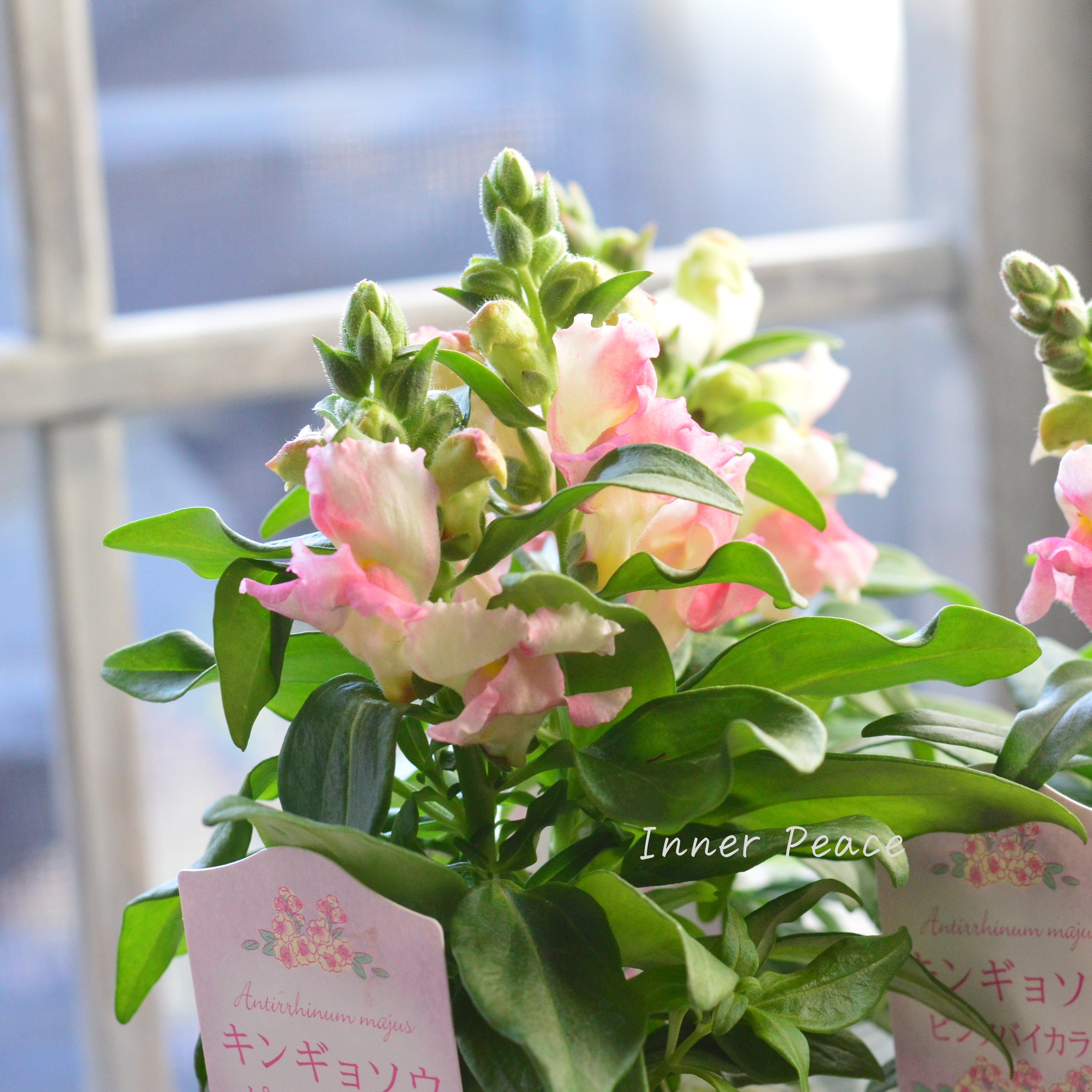 【かわいい】 キンギョソウ 『キャンディートップス・ピンクバイカラー』 3寸ロングPOT