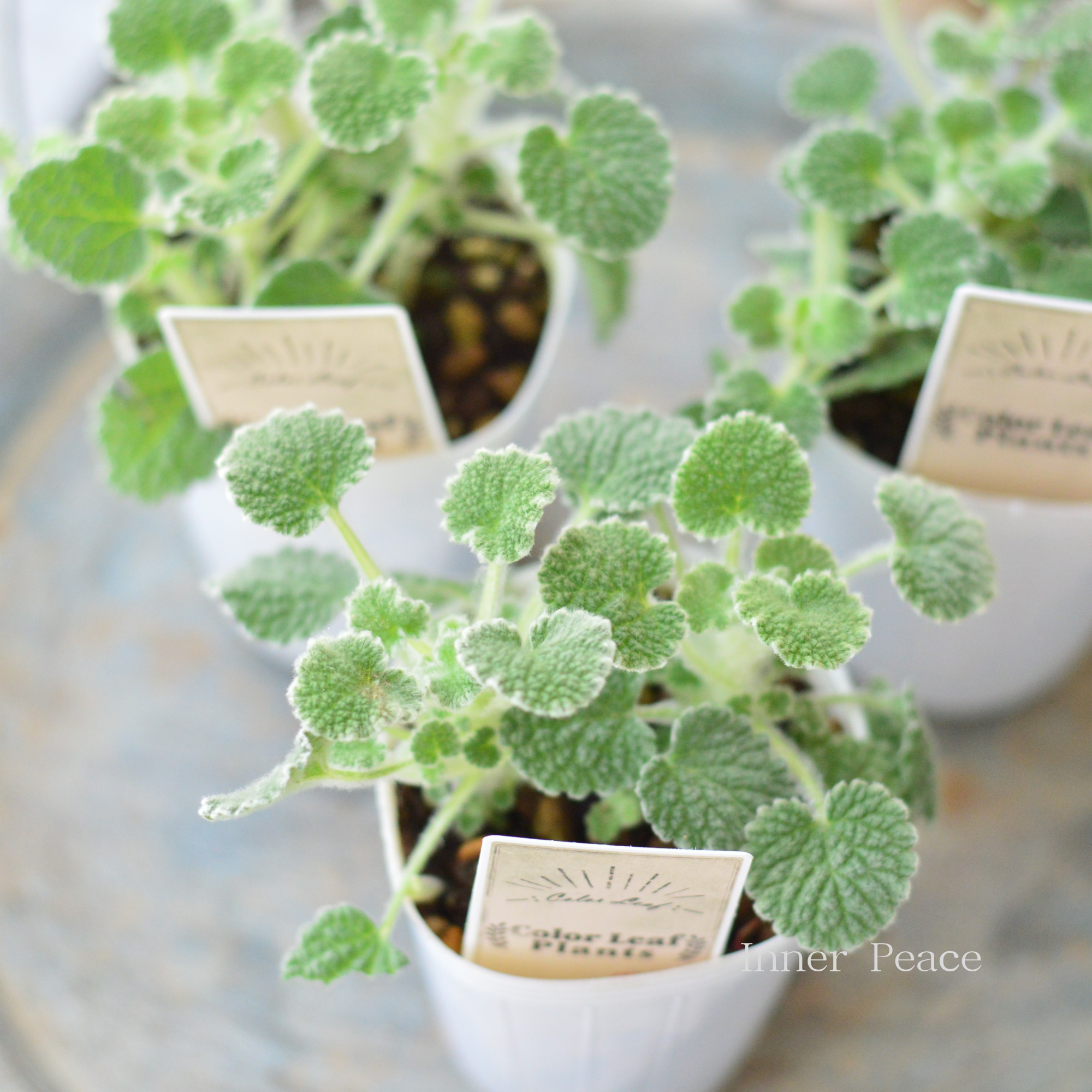 【かわいい】 マルビウム 2.5寸POT