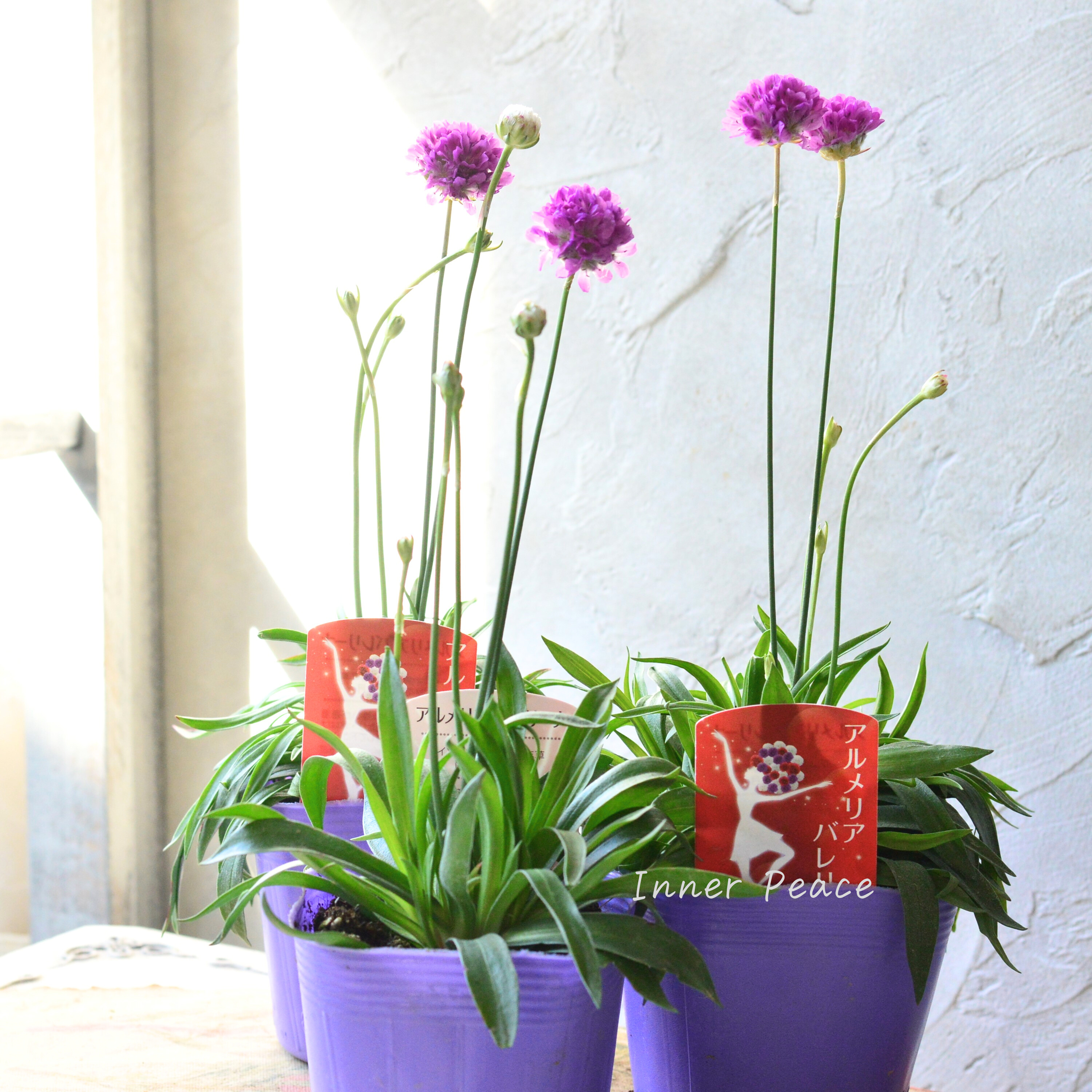 【かわいい】 アルメリア 『バレリーナ・ピンク』 3寸ロングPOT