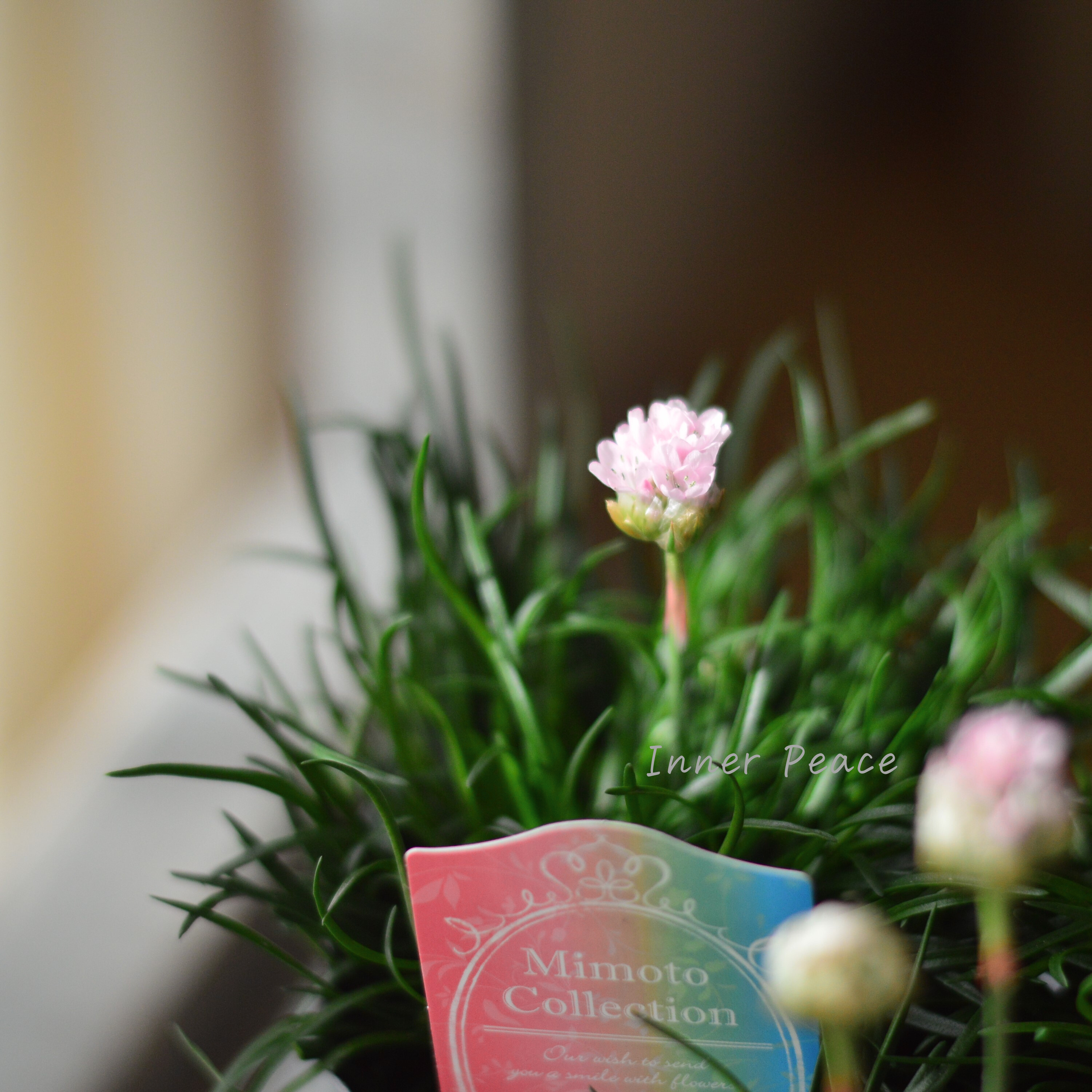 【見元園芸さん】 アルメリア 『アルマダ・ピンク』 3寸POT