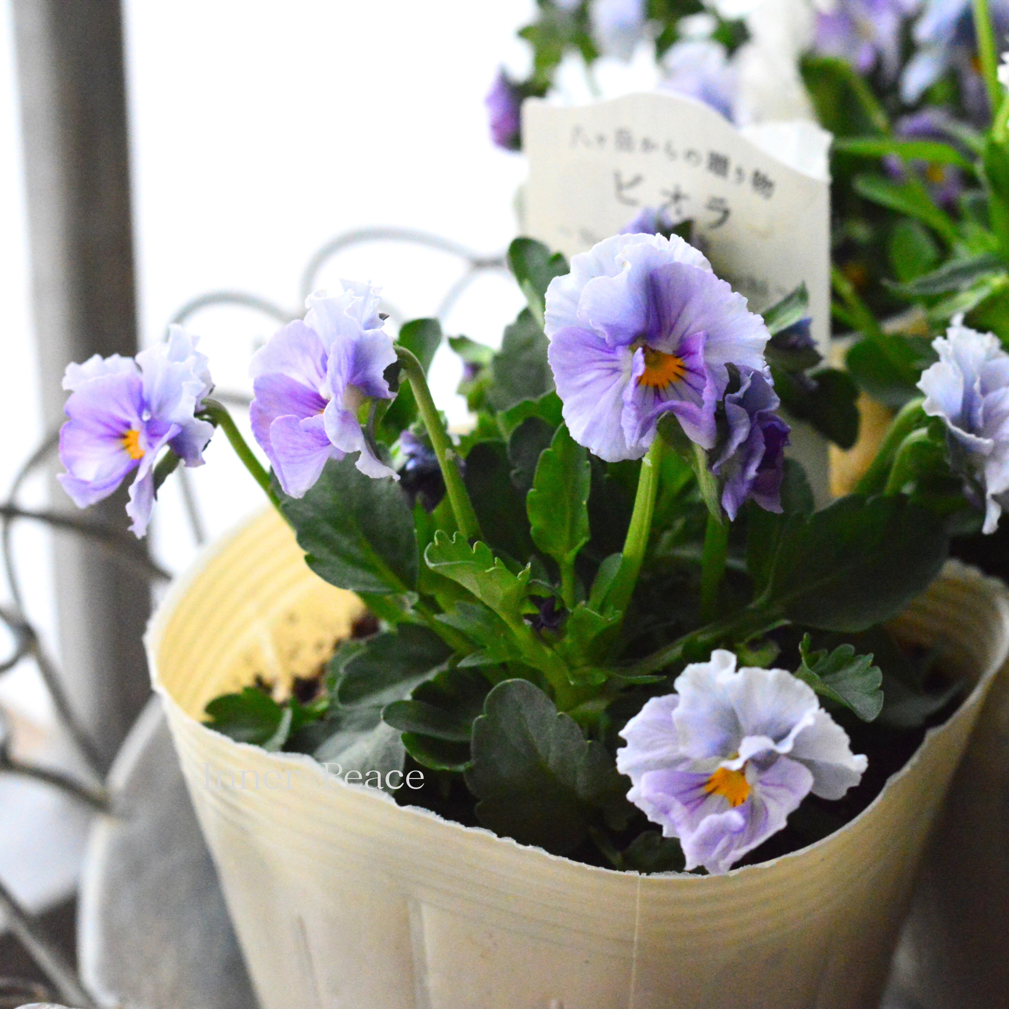 【VEGIHANA FARMさん】 ビオラ 『一期一会・Nouka no Kimochi』 3.5寸POT