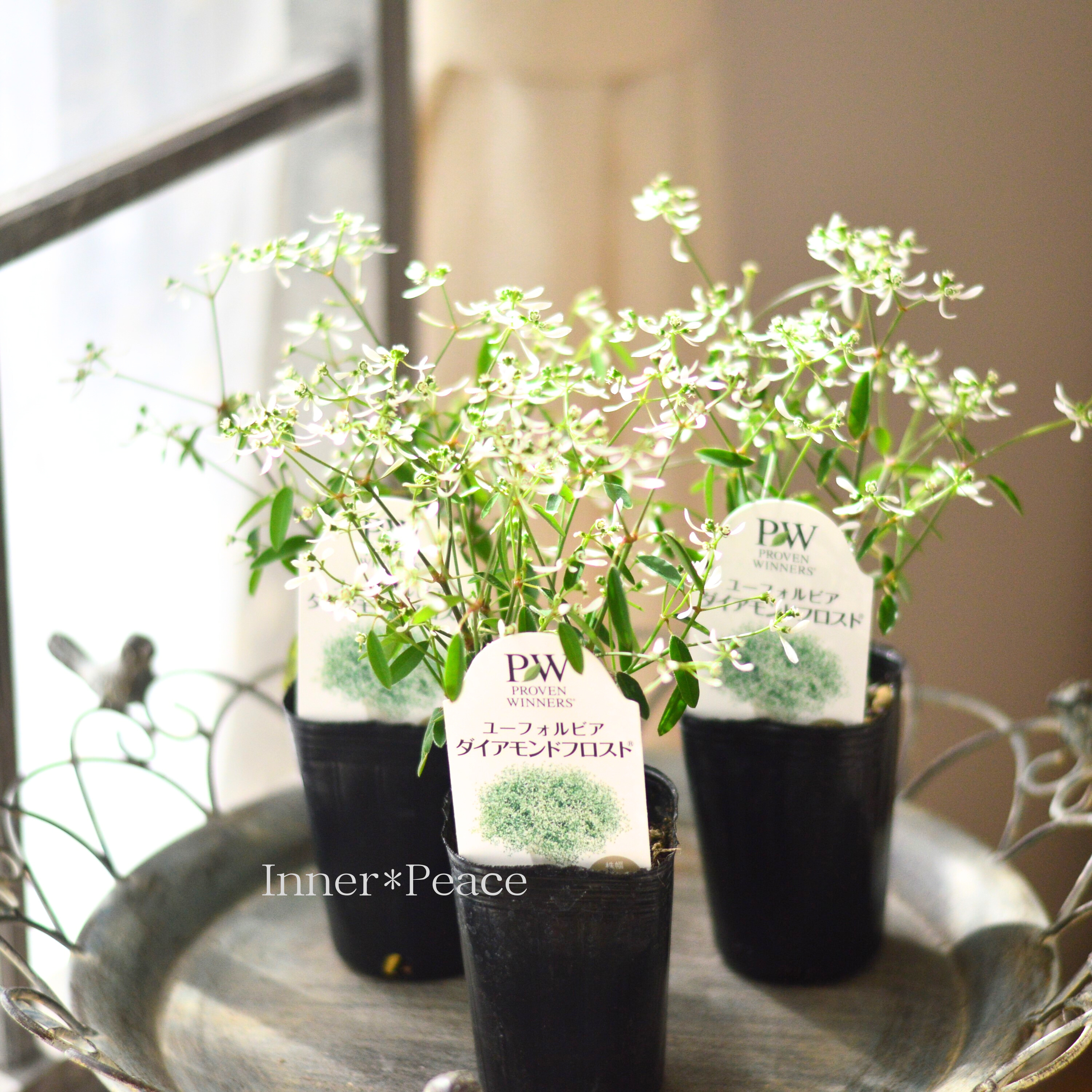 【暑さに強い】 ユーフォルビア 『ダイアモンドフロスト』 2.5寸~3寸POT