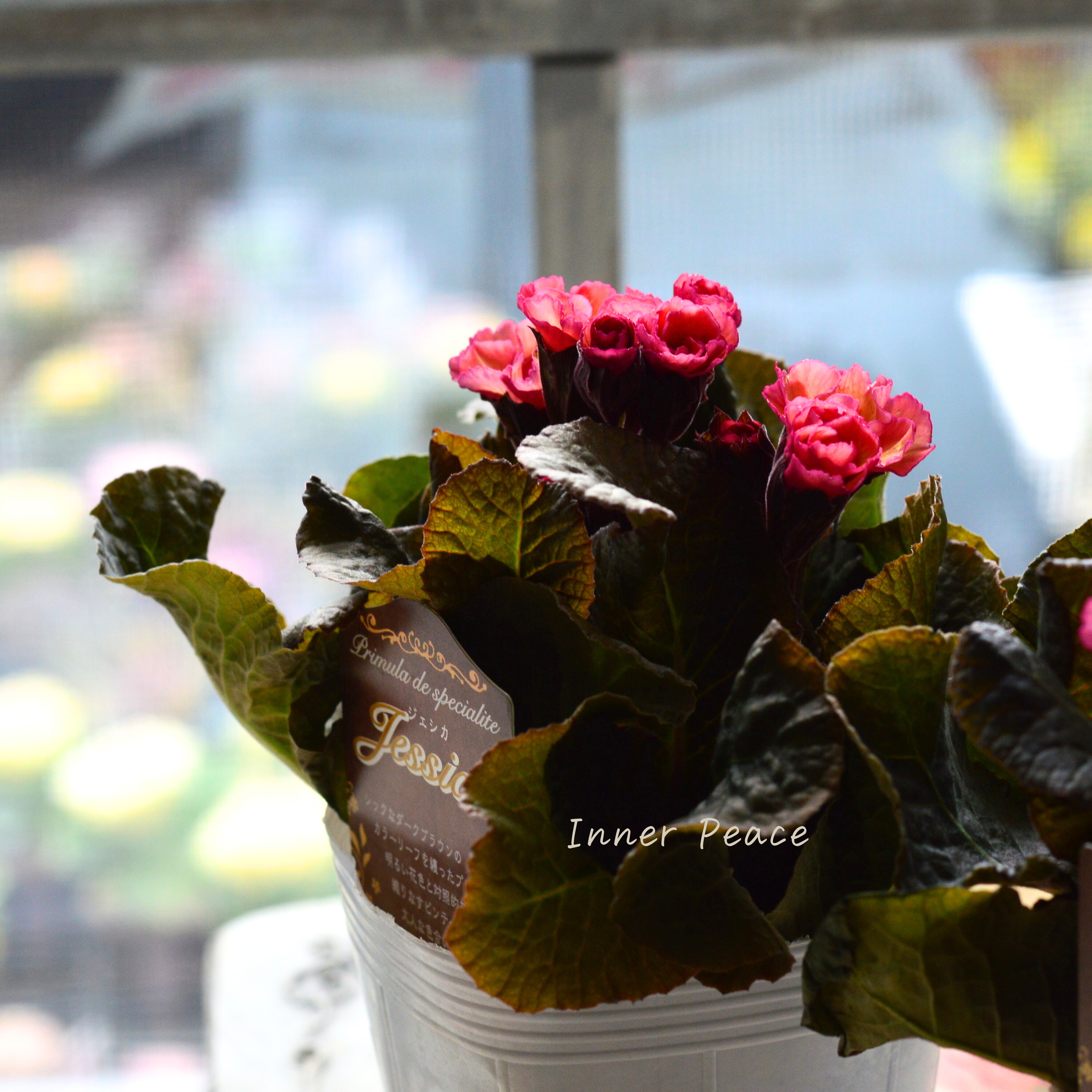 【松原園芸さん】 銅葉プリムラ 『ジェシカ・アンティークピンク系』 3寸POT