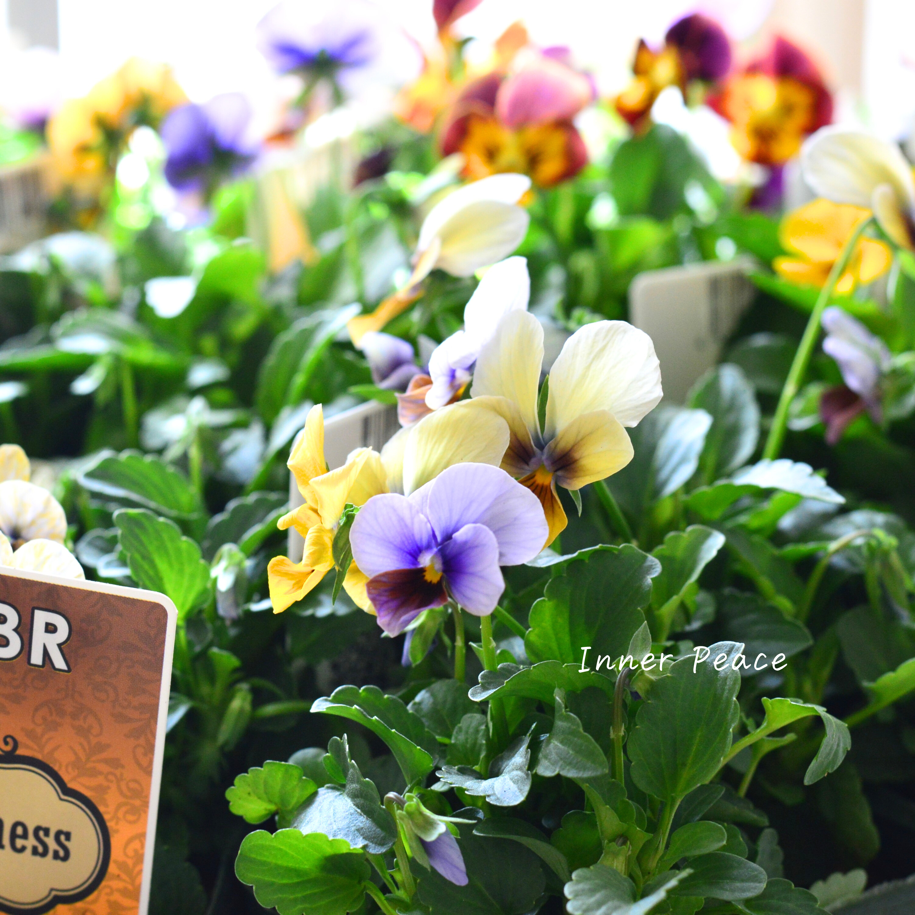 【ゲブラさん】 ビオラ 『アマゾネス』 3.5寸POT