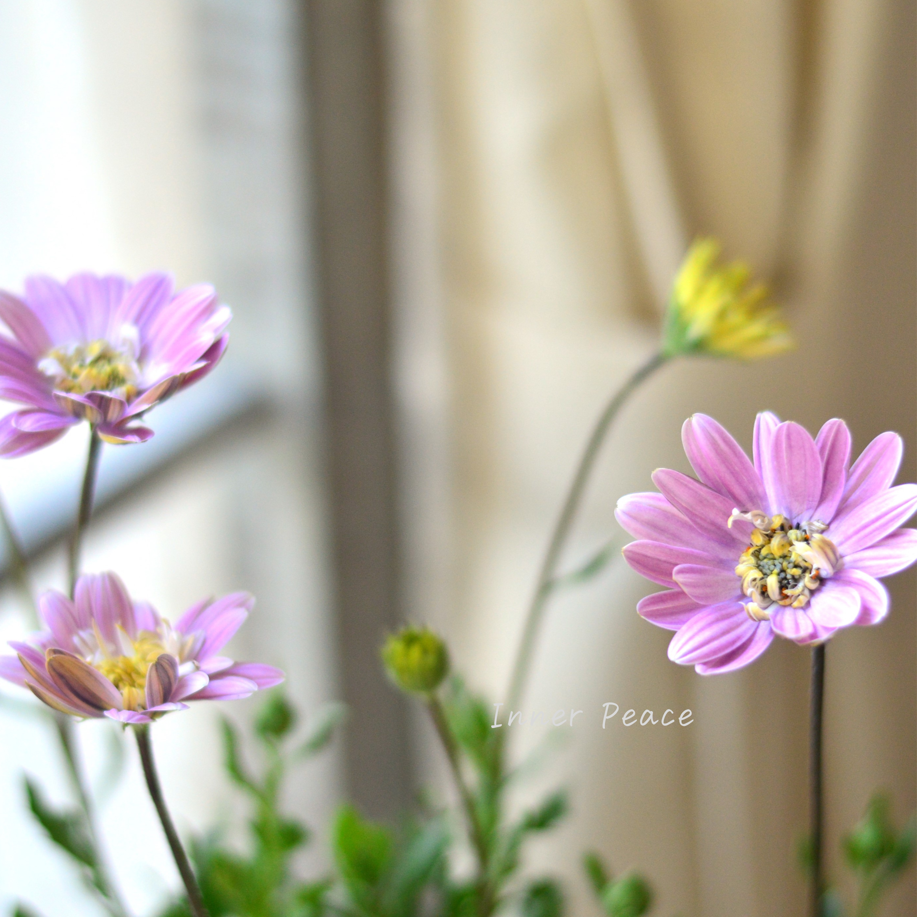 【かわいい】 オステオスペルマム 『ラブポーション』 3.5寸POT