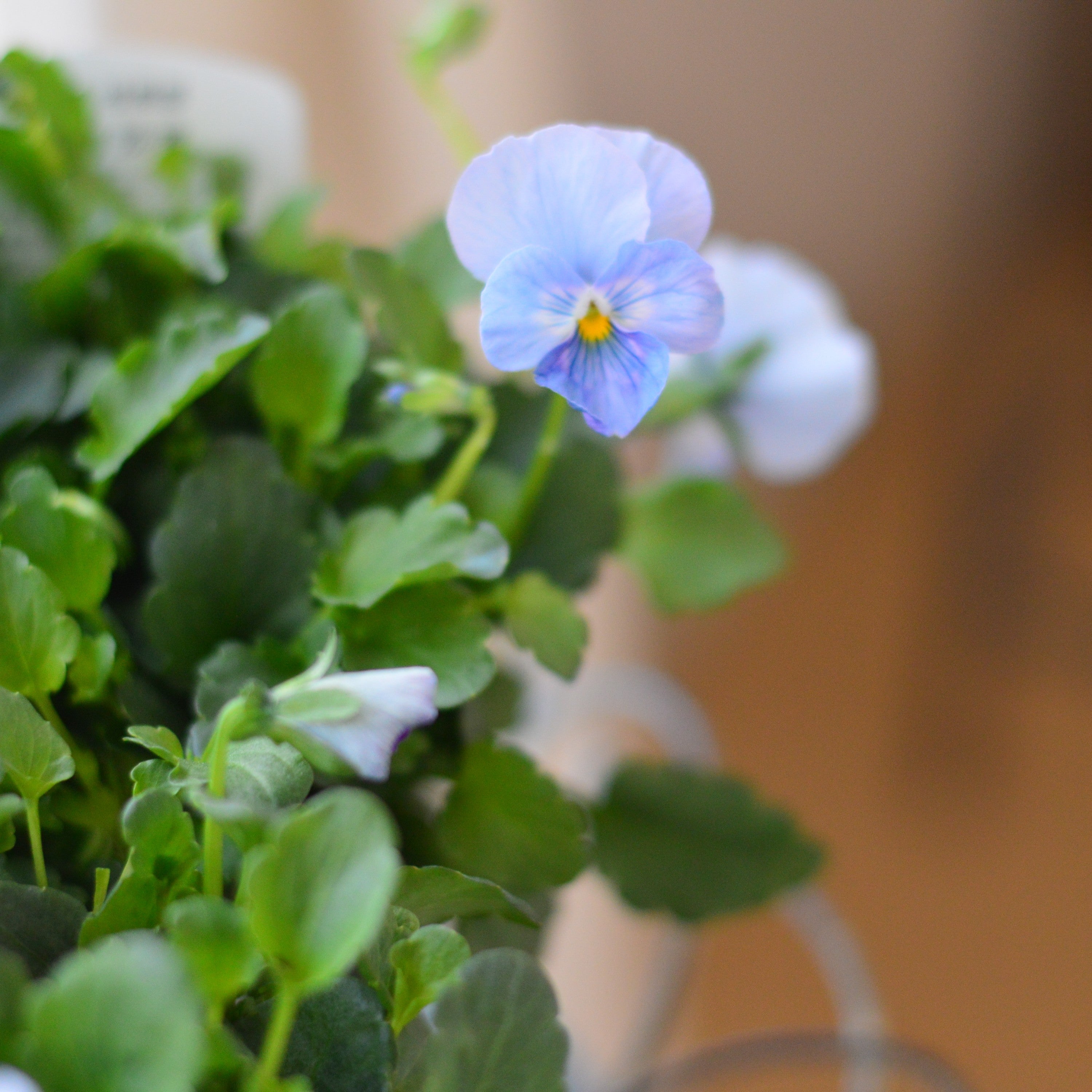 【人気】 ビオラ 『パステルフリル・淡青』 B 3寸POT