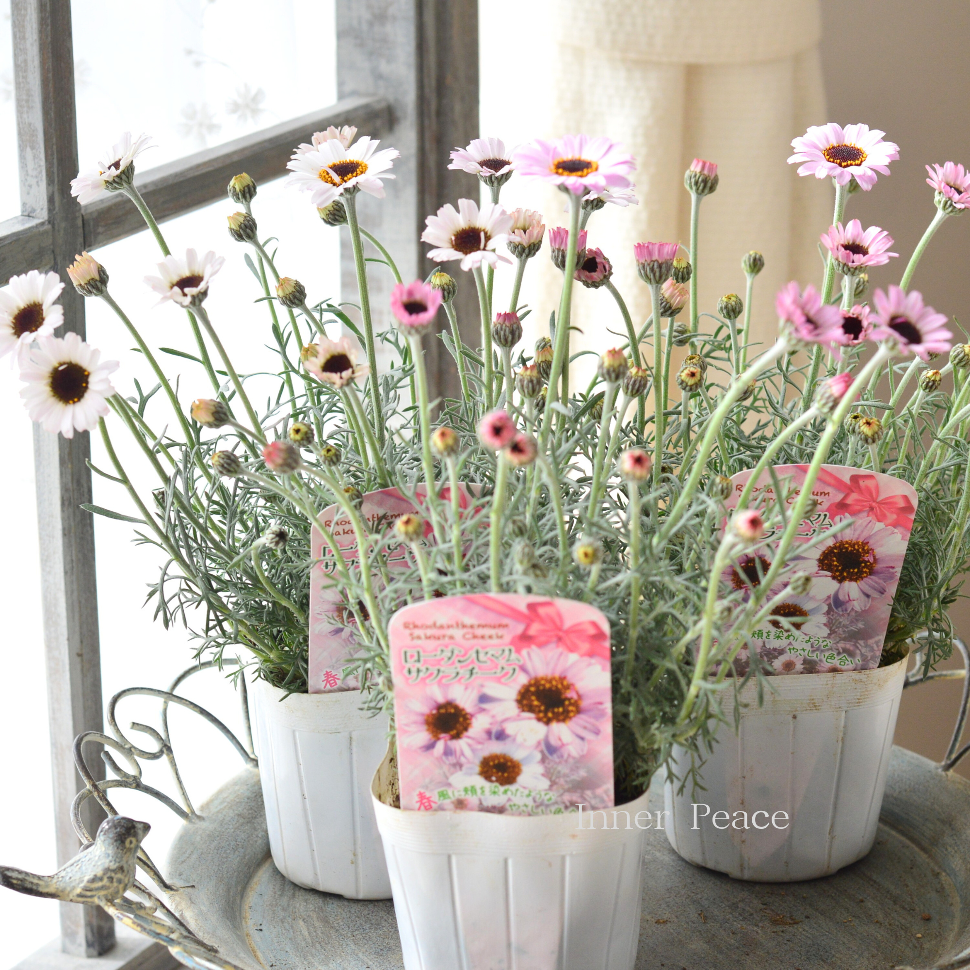 【New】 ローダンセマム 『サクラチーク』 3.5寸POT