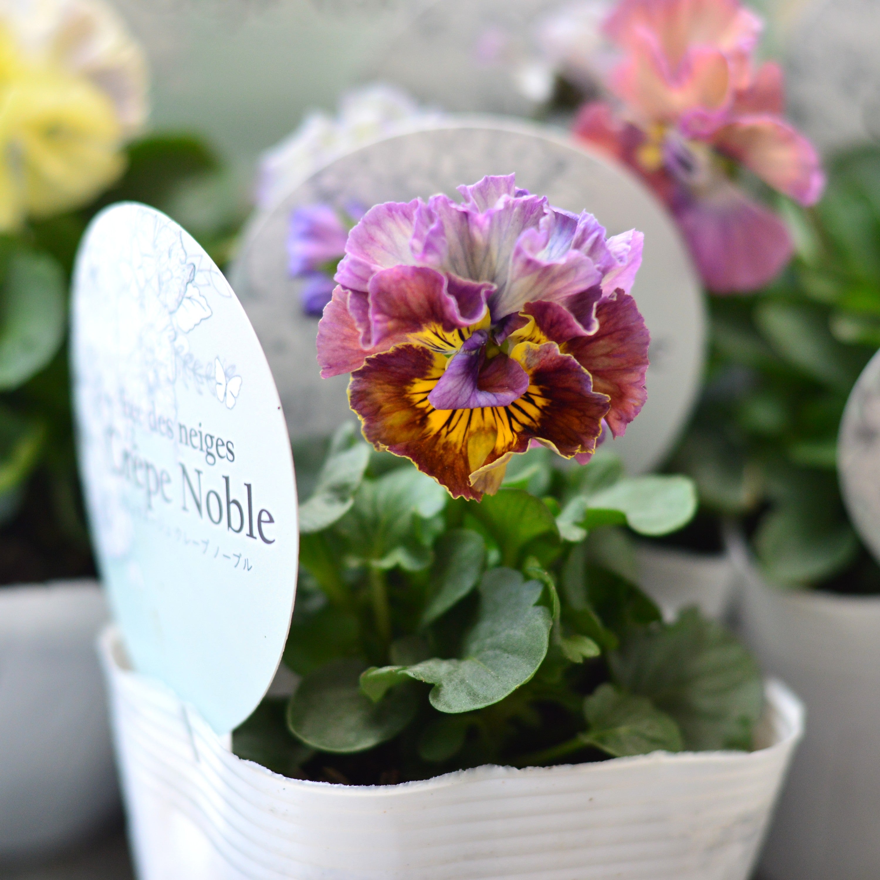 【美しい】 パンジー 『フェデネージュ・クレープノーブル』 3.5寸POT