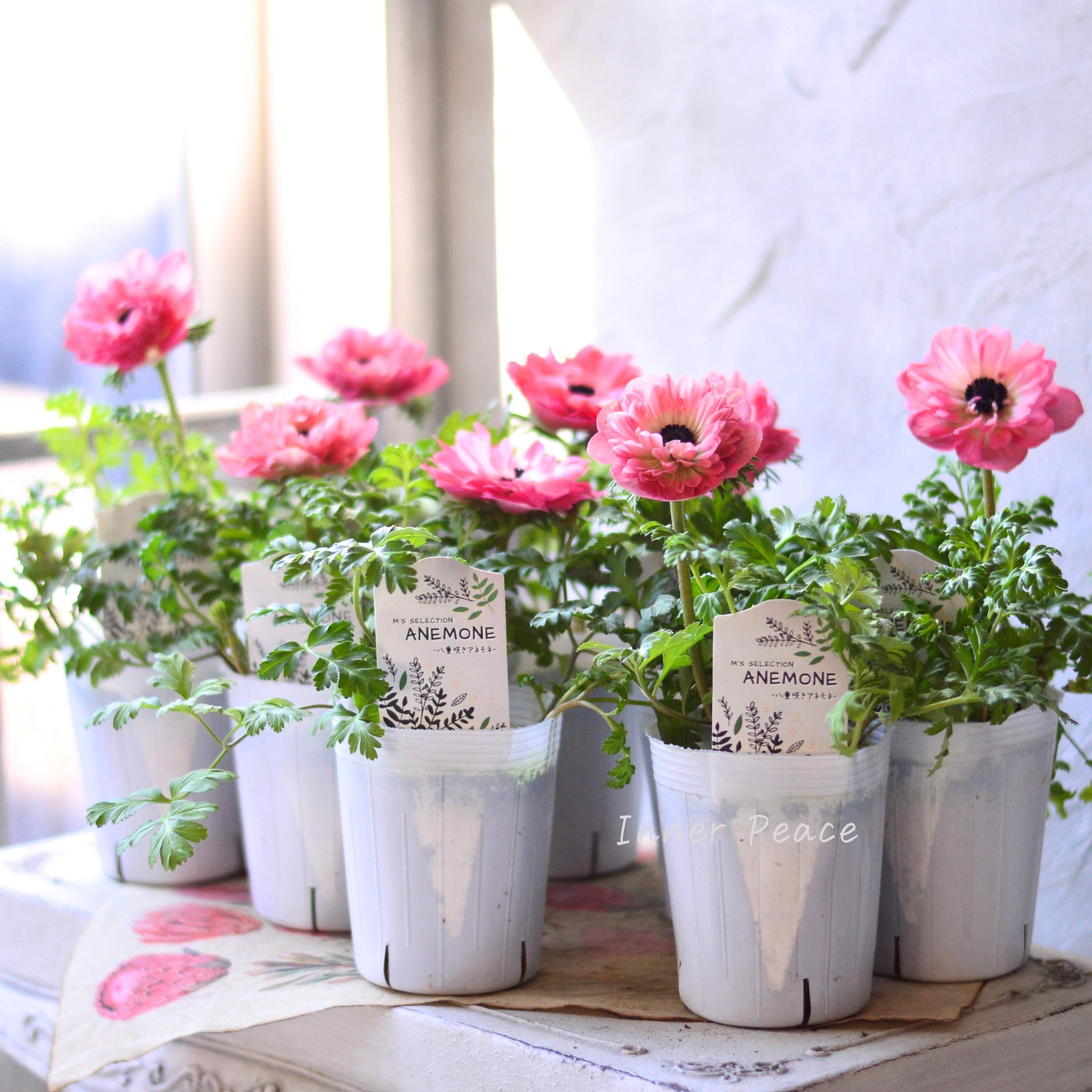 【八重咲き】 アネモネ 『ポルト・ダブル ピンク』 3~3.5寸POT