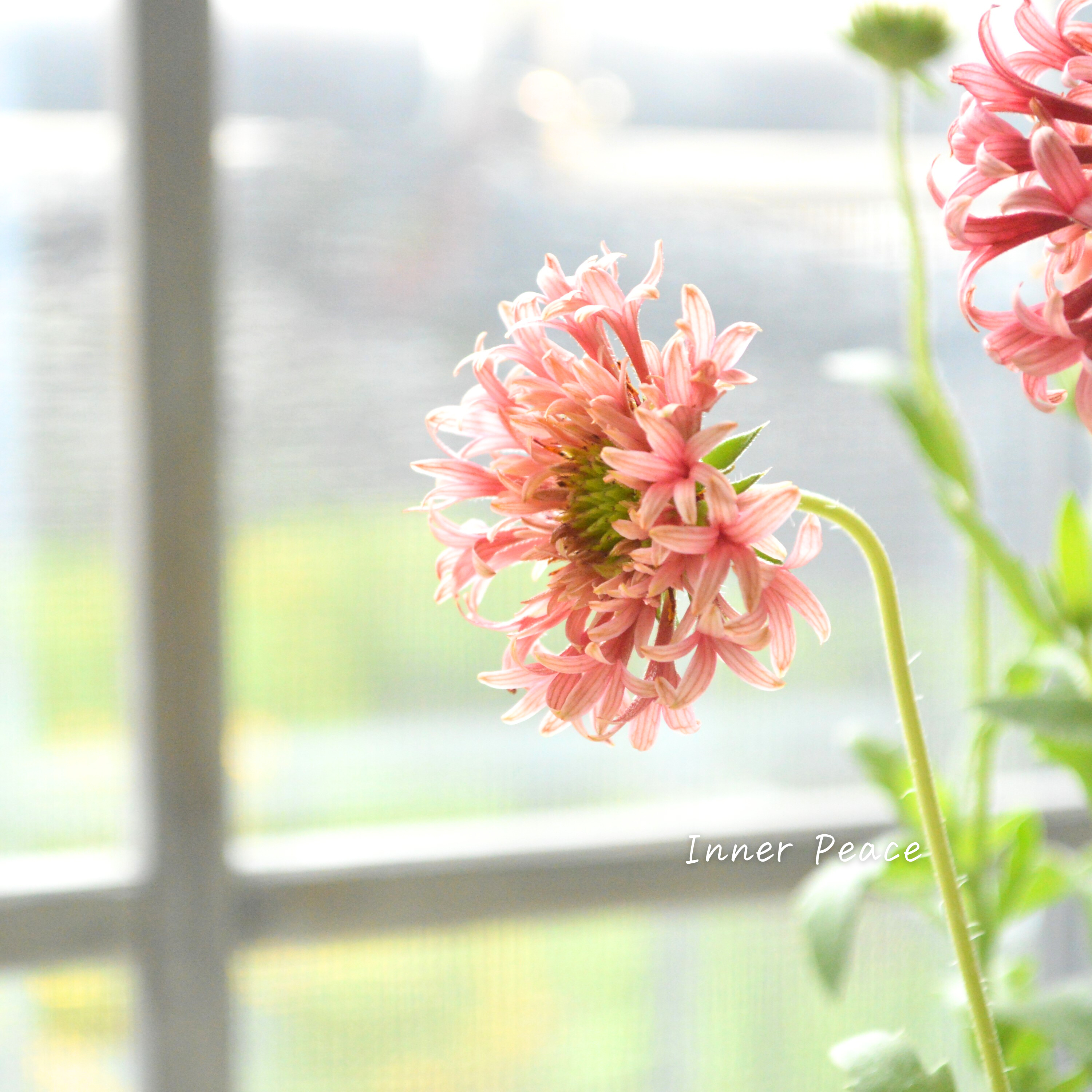 【人気】 ガイラルディア 『フルーティ・ラズベリー』 3寸ロングPOT