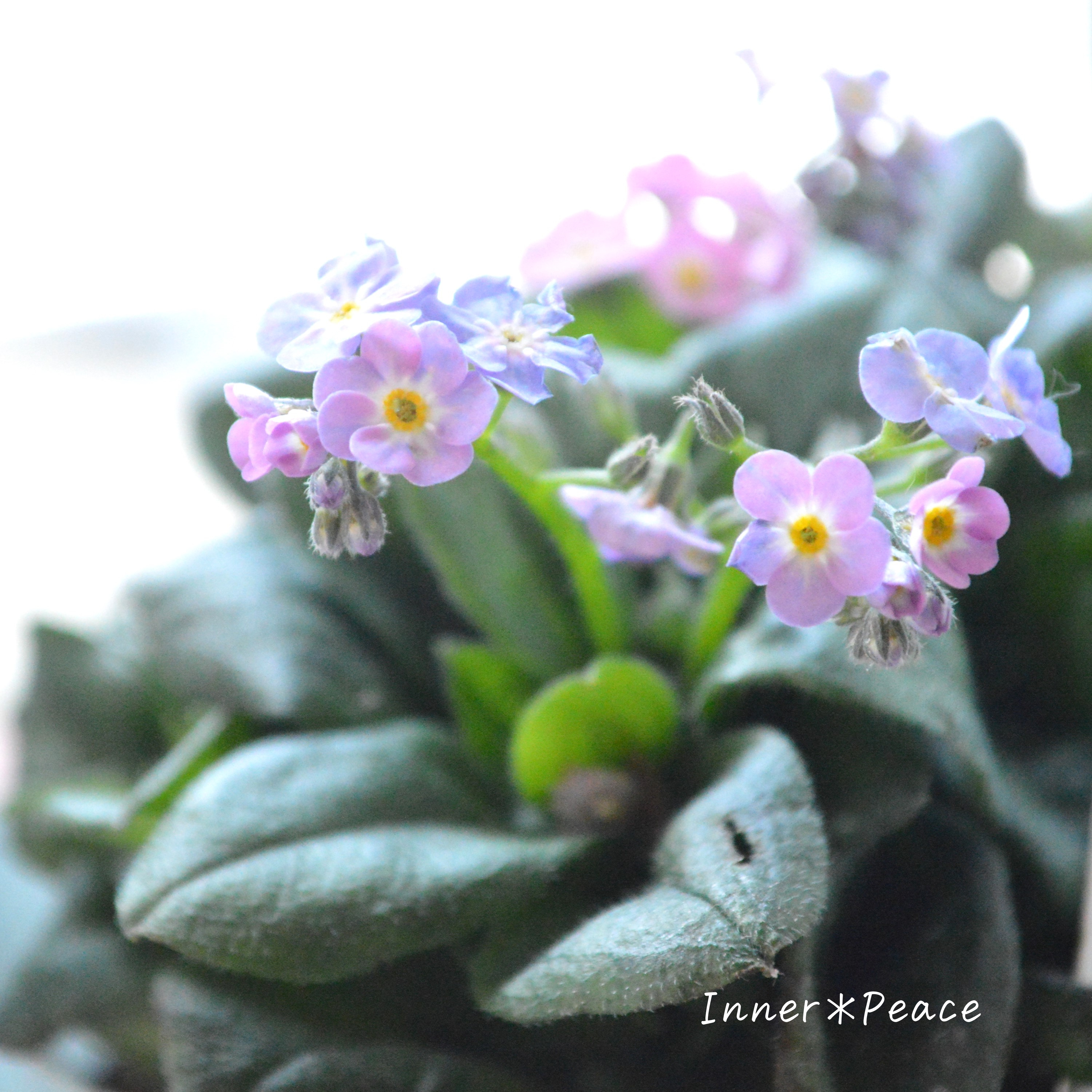 【PW】 ミオソティス 『ミオマルク』 3.5寸POT