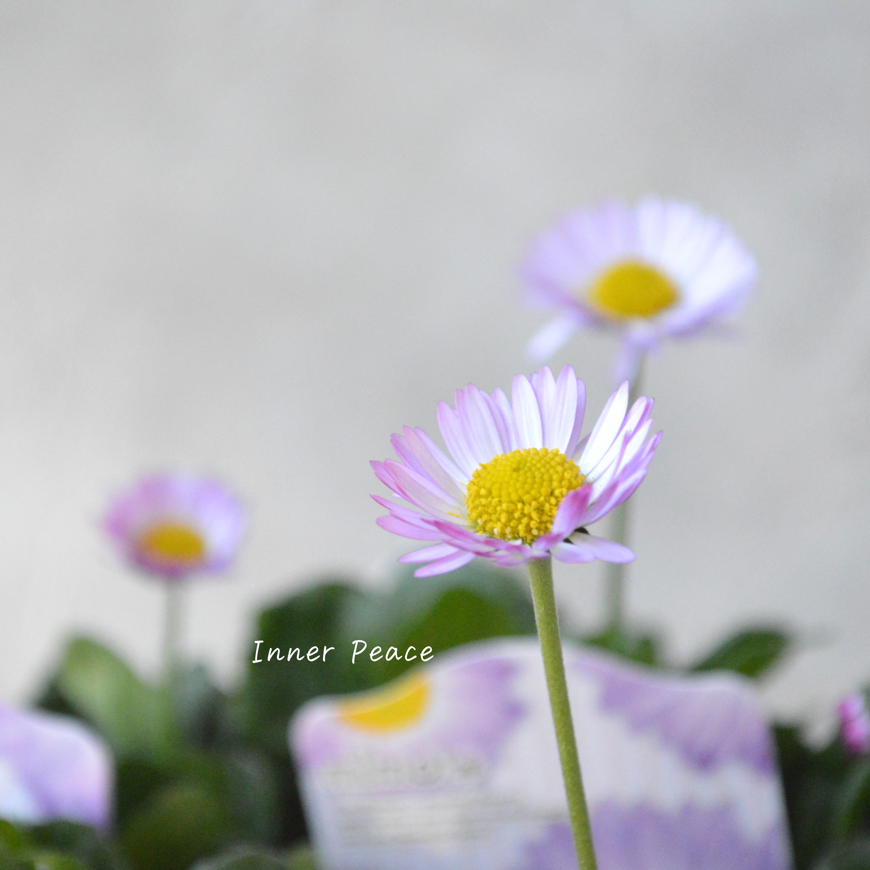 【見元園芸さん】 デージー 『ラベンダードリーム』 3寸POT