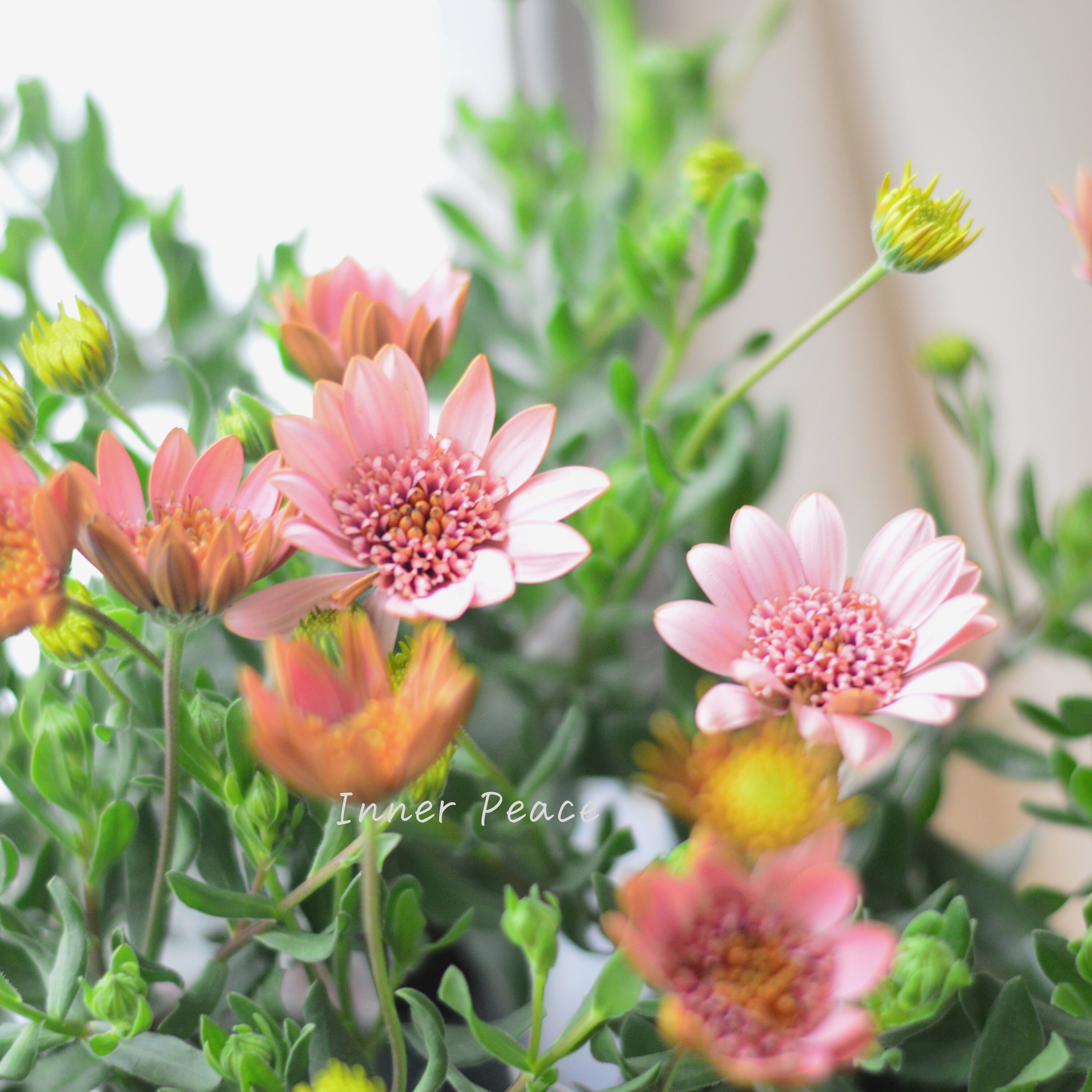 【ゲブラさん】 オステオスペルマム 『桜子』 3.5寸POT