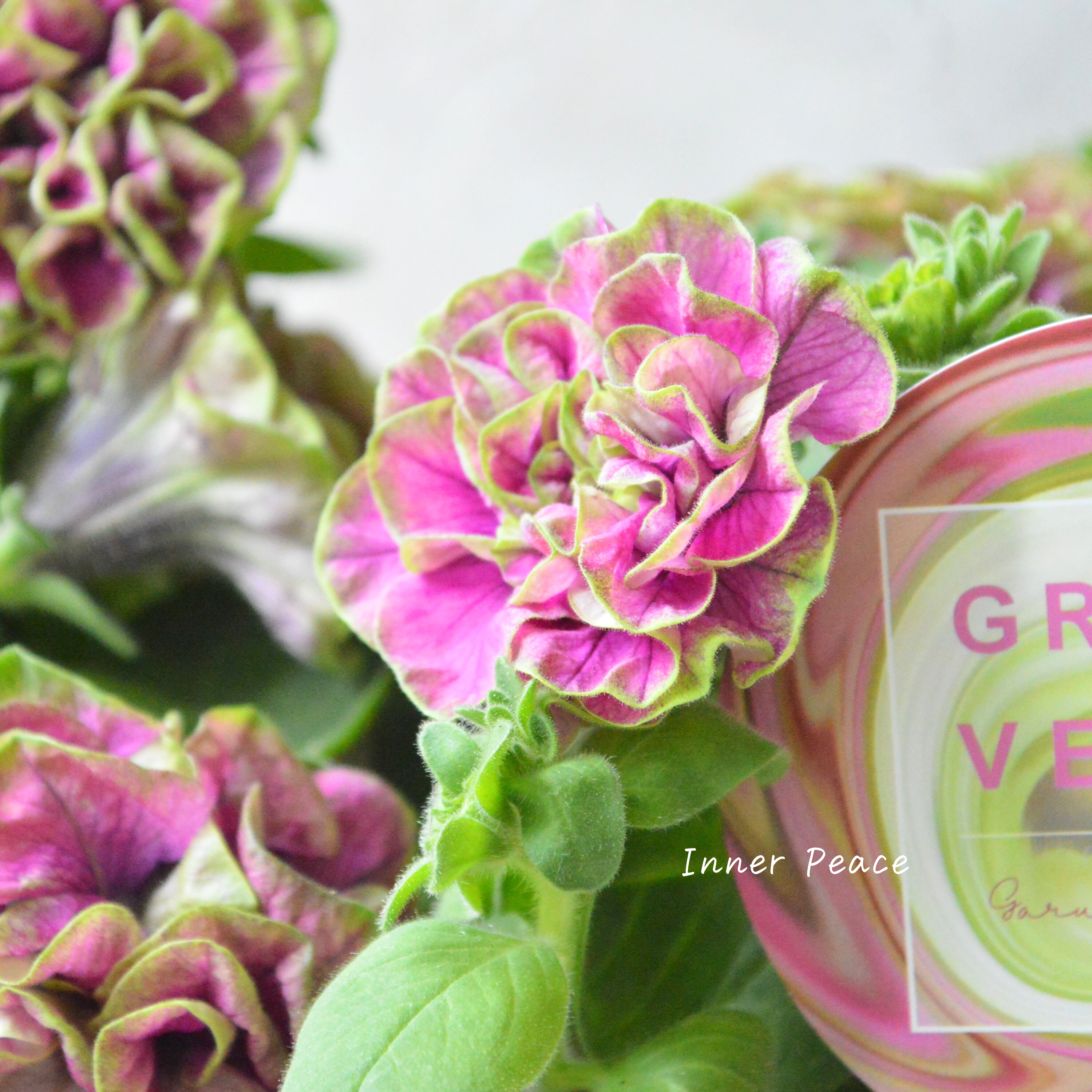 【ガルテン湘南さん】 ペチュニア 『湘南ルビーノ・ヴェルデ』 3.5寸POT