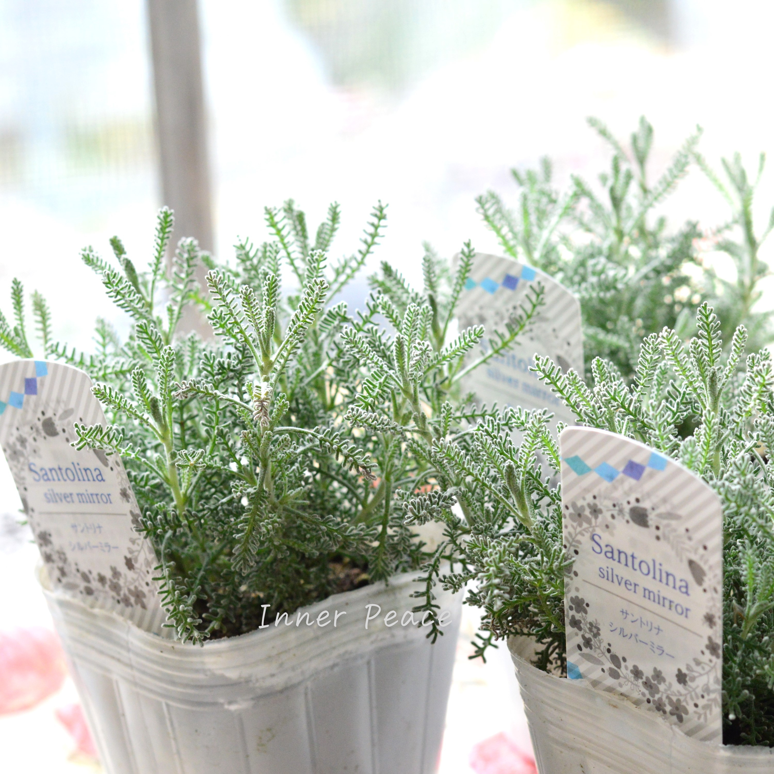 【冬の定番】 サントリーナ 『シルバーミラー』 3寸POT