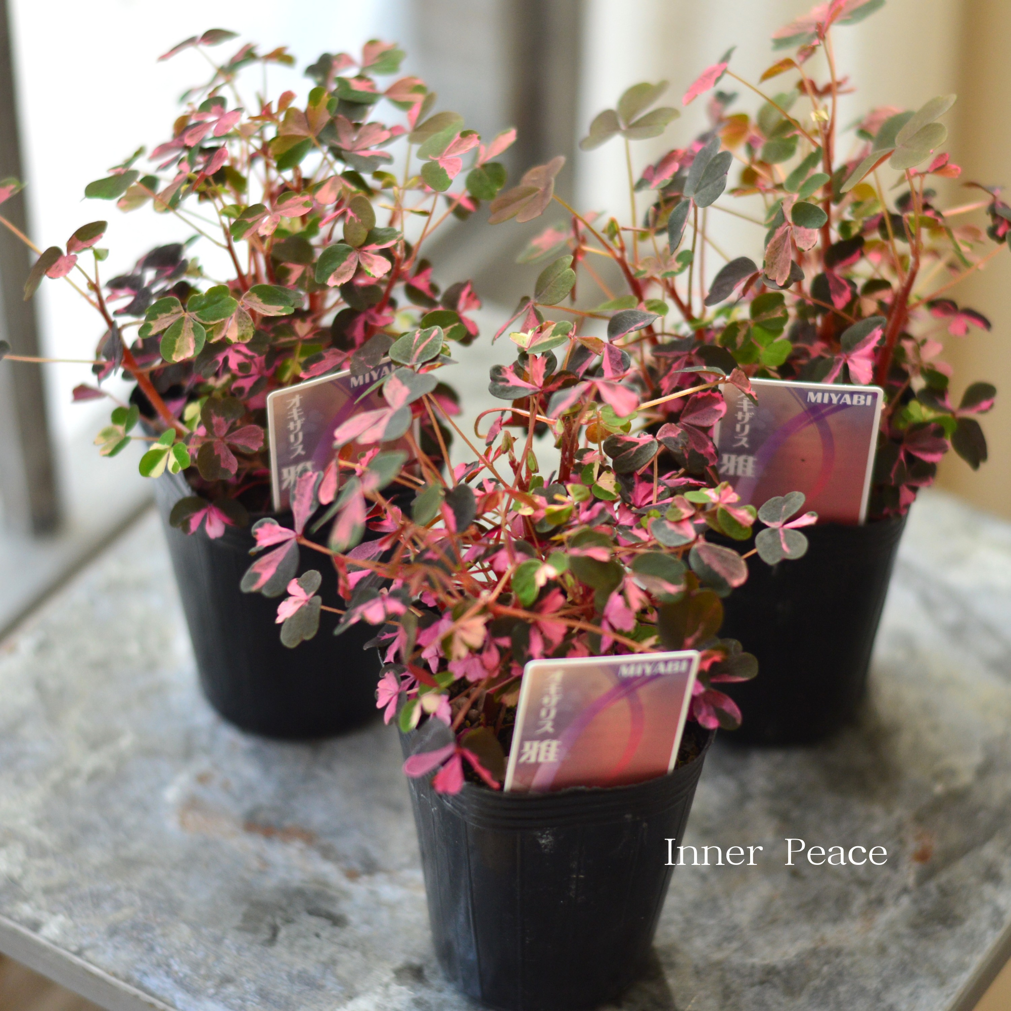 【美しい】 オキザリス 『雅~みやび~』 2.5寸ロングPOT