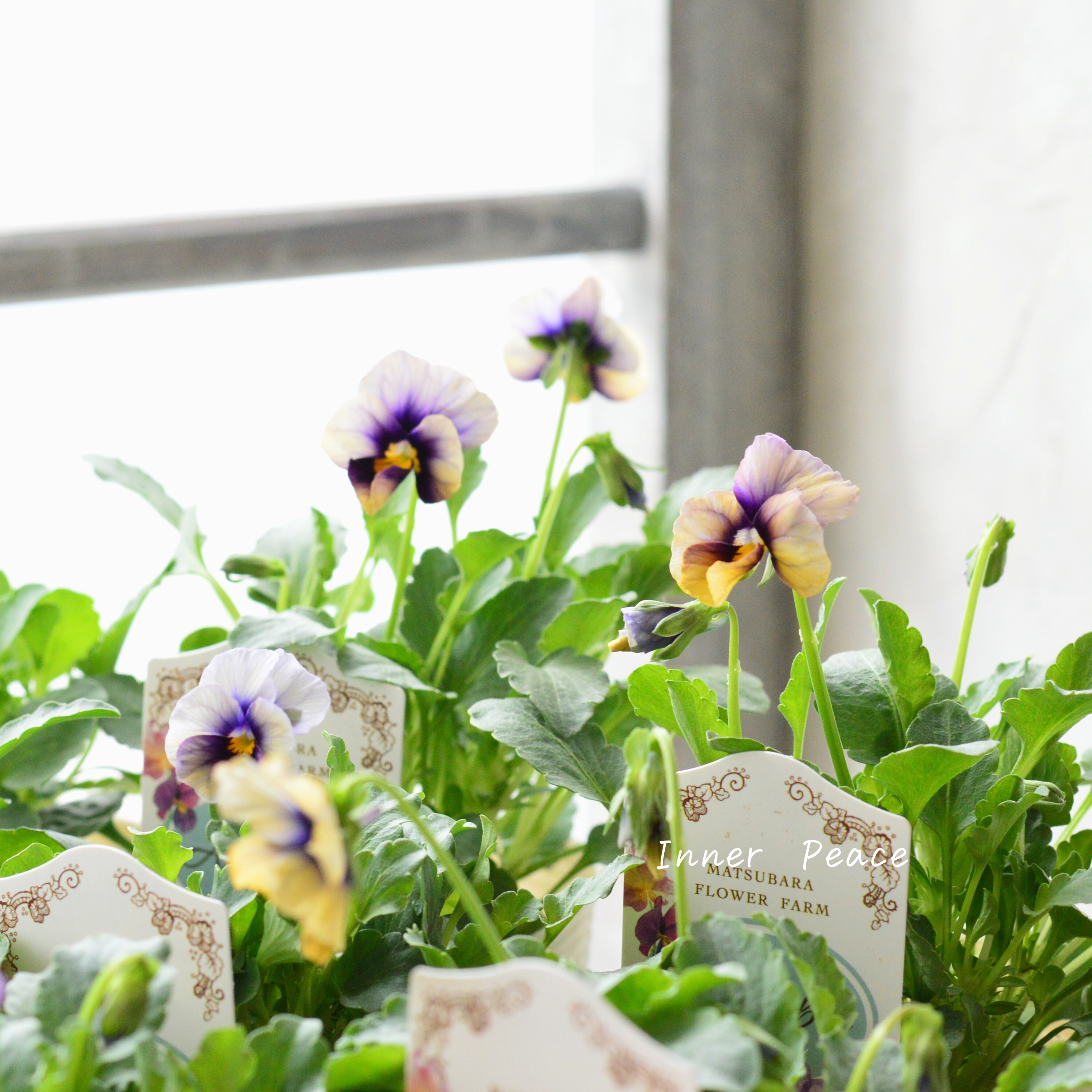 【マツバラフラワーファームさん】 ビオラ 『エマーブル・ムーンライト』 3寸ロングPOT