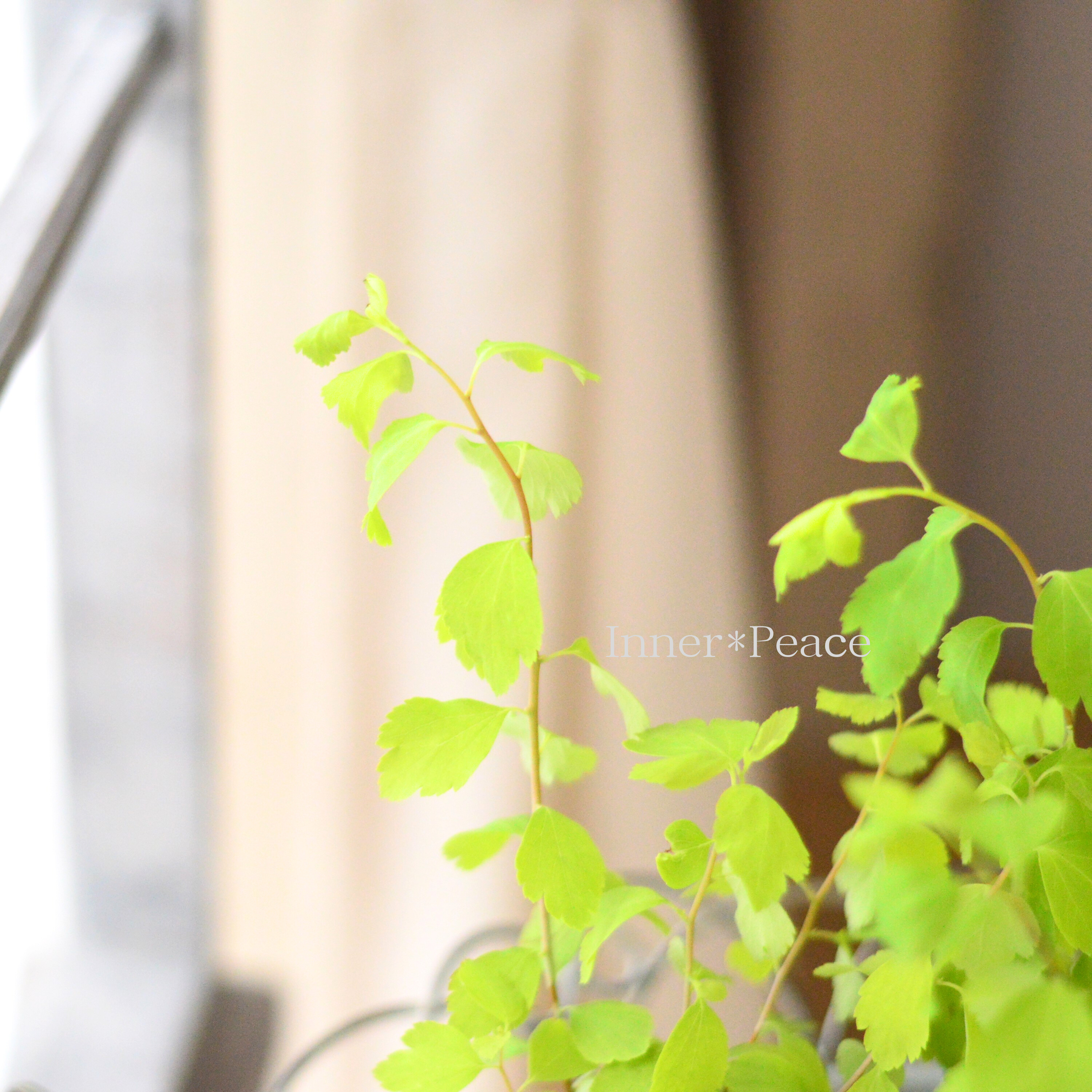 【美しい】 こでまり 『ゴールドファウンテン』 3寸POT