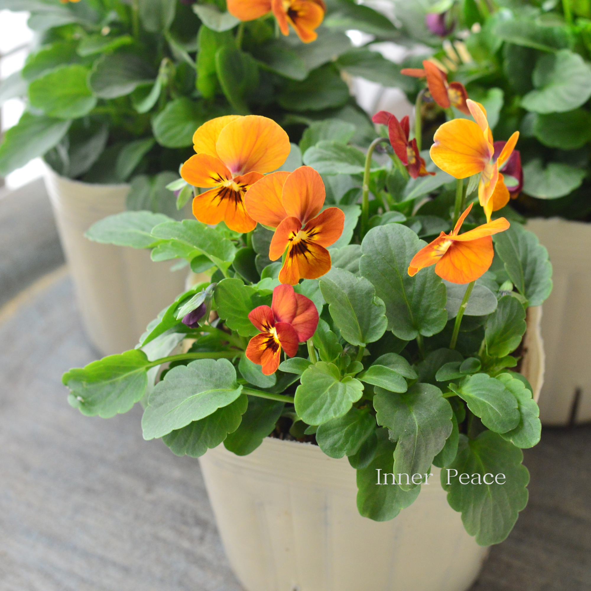 【アンティーク】 ビオラ 『コリーナテラコッタ』 3.5寸POT