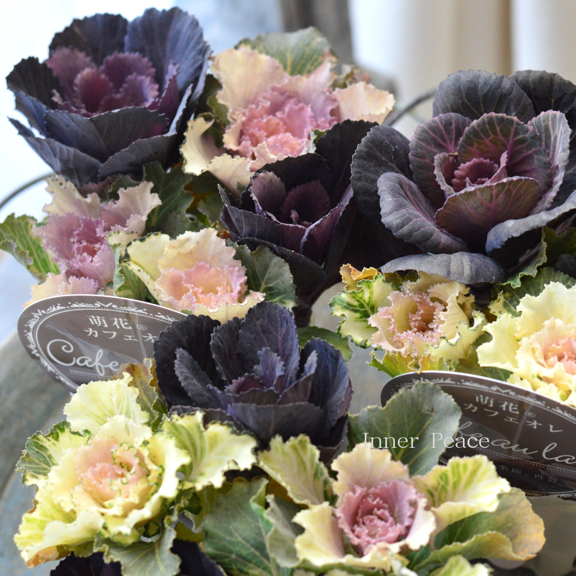 【アンティーク】 葉牡丹 『萌花 カフェオレ』 3寸POT