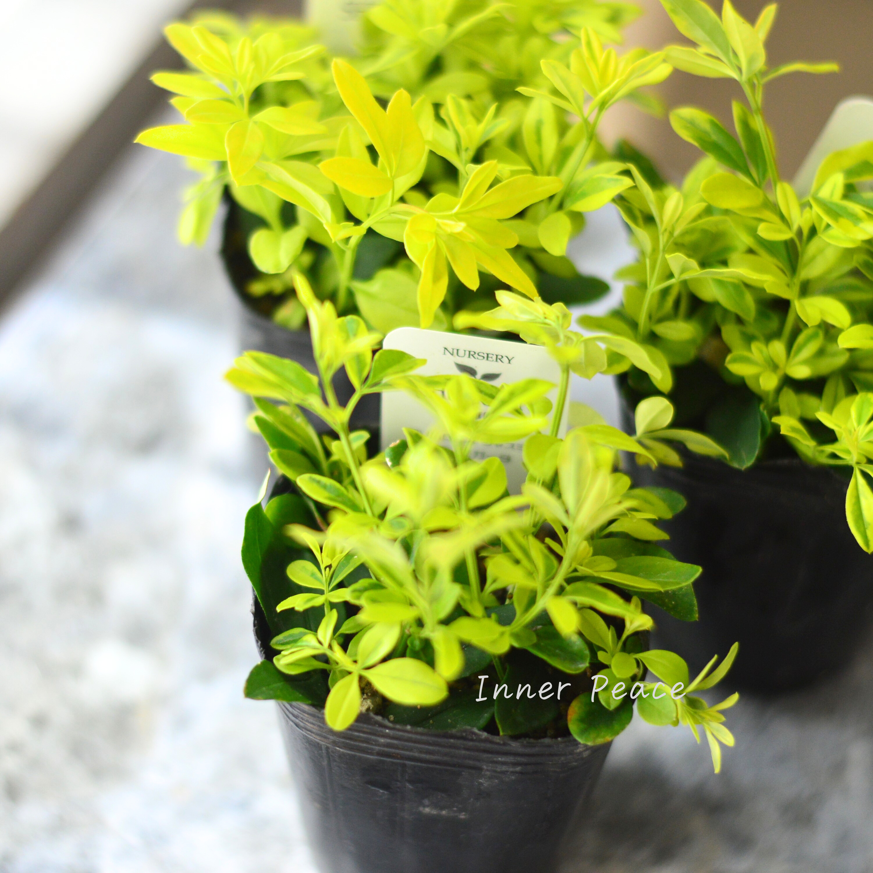 【斑入り】 プリムローズジャスミン 『バリエガータ』 2.5寸POT