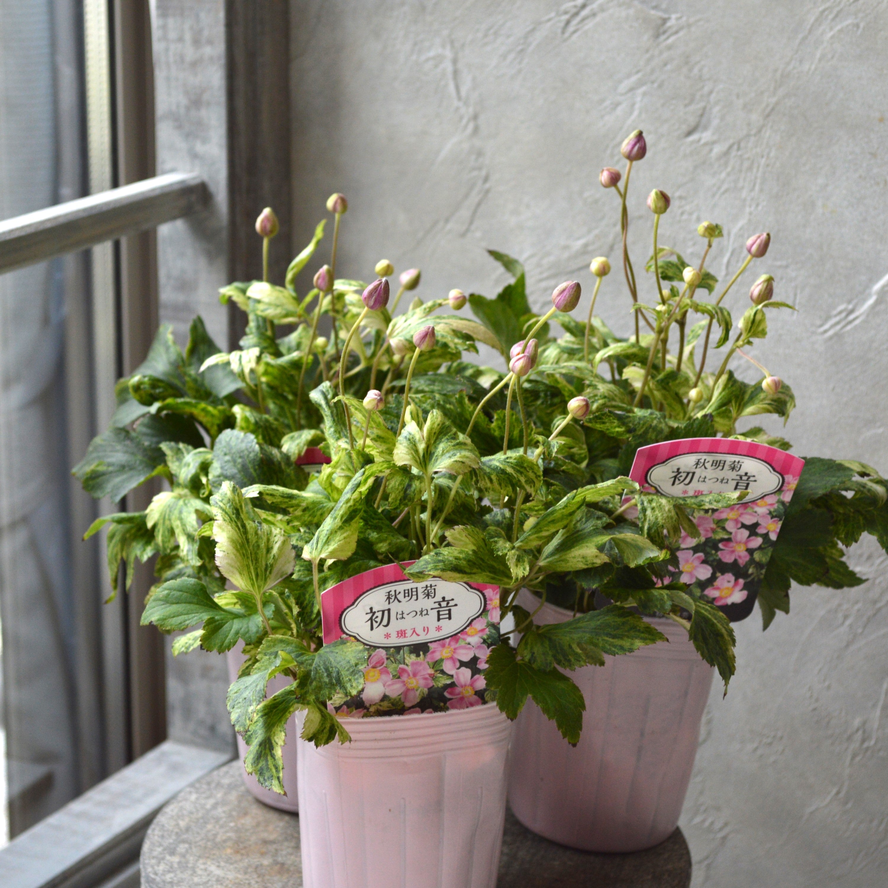 【斑入り】 シュウメイギク 『初音~はつね~』 3.5寸POT