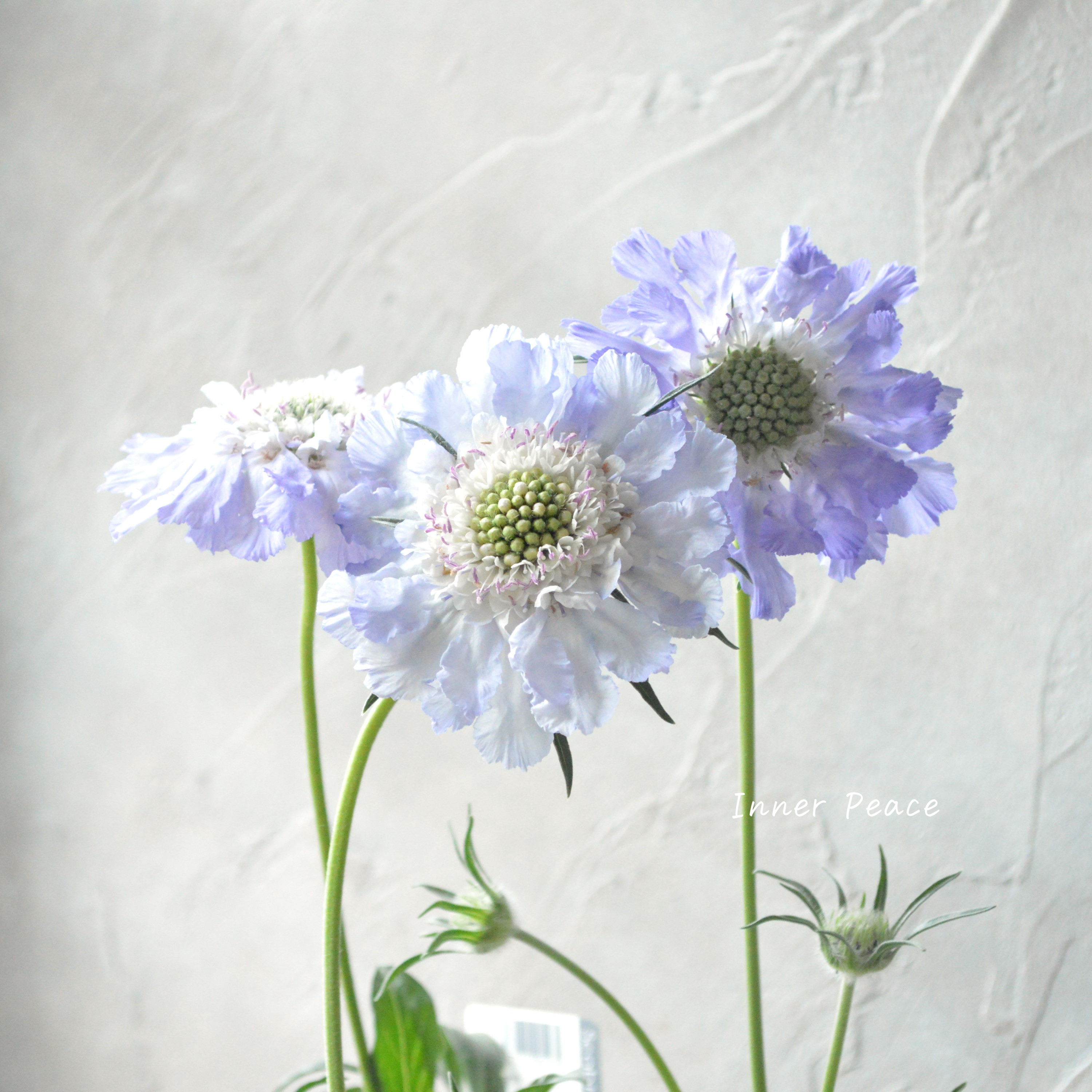 【大輪】 スカビオサ 『パーフェクタ・ブルー系』 3.5寸POT