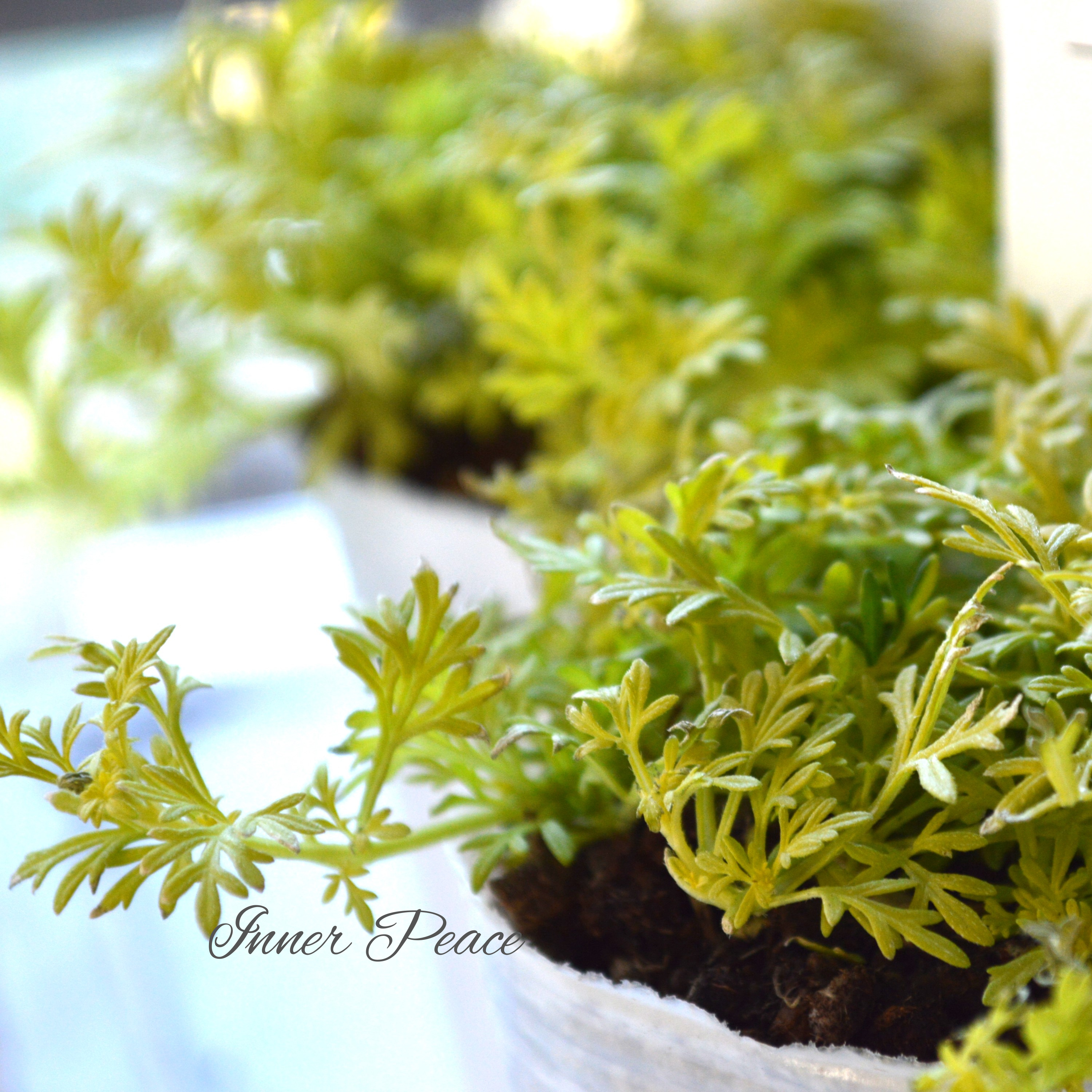 【鮮やか】 宿根バーベナ テネラ 『ライム・オーレア』 2.5寸ロングPOT