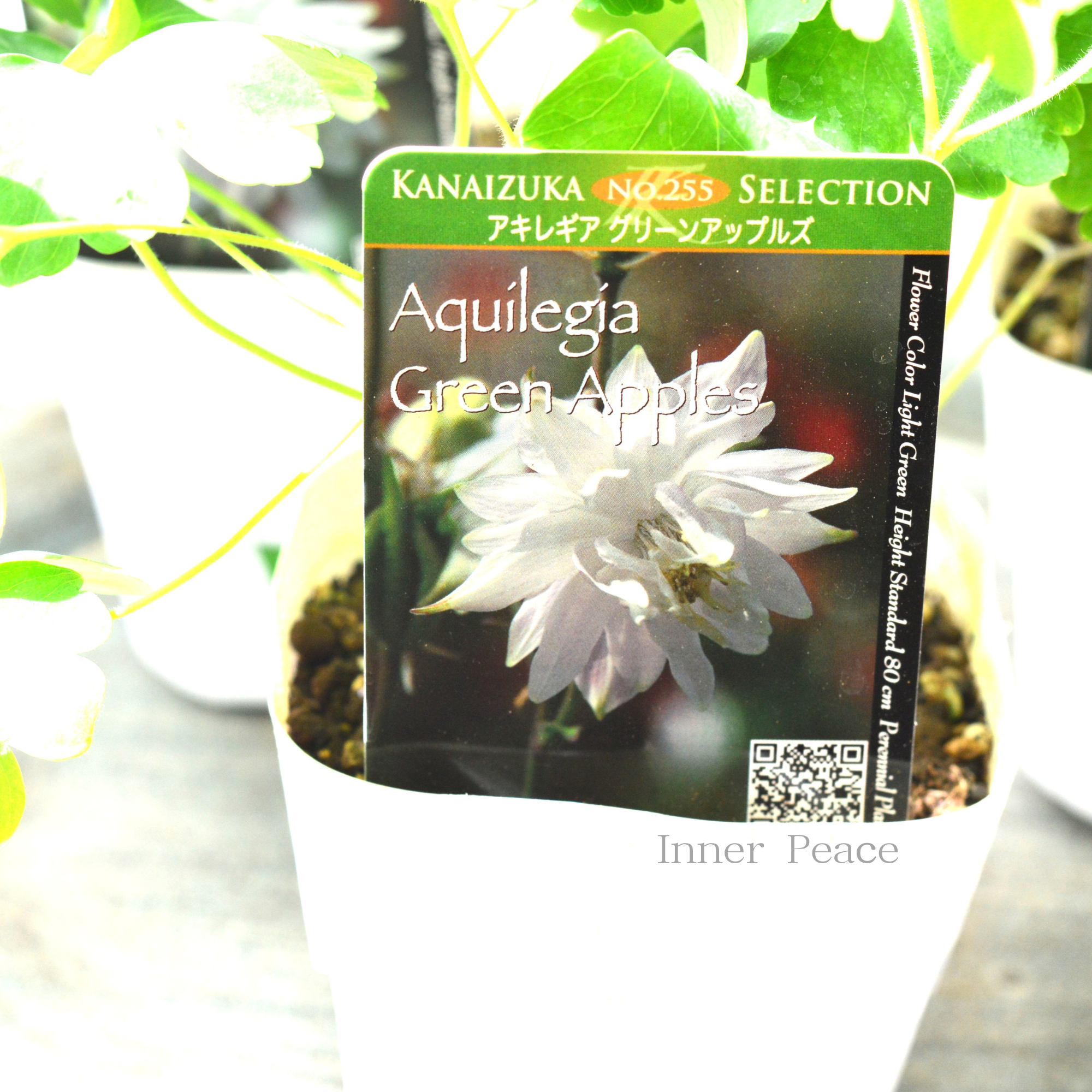 【八重咲き】 オダマキ 『グリーンアップルズ』 3.5寸POT