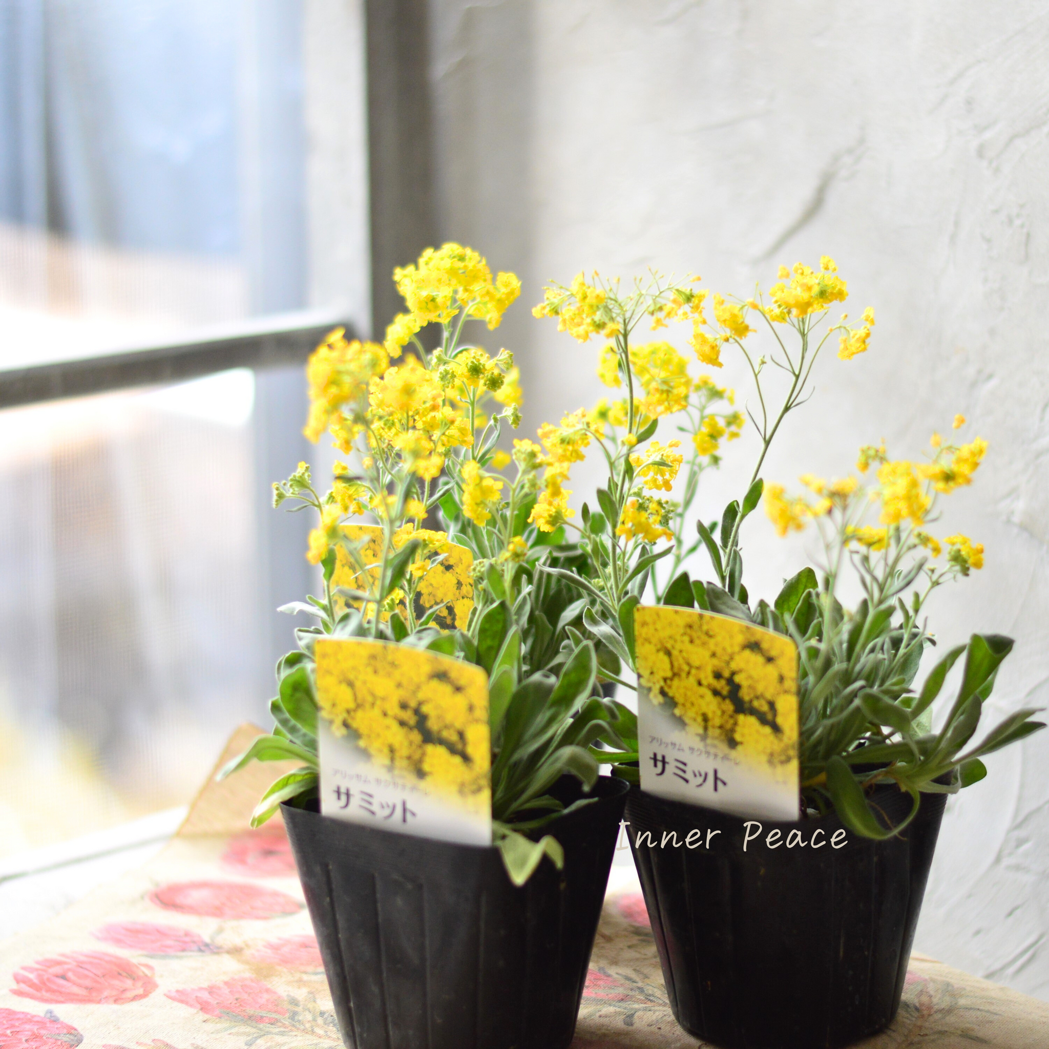 3a135afa229dfcaa3dd82751ddedda